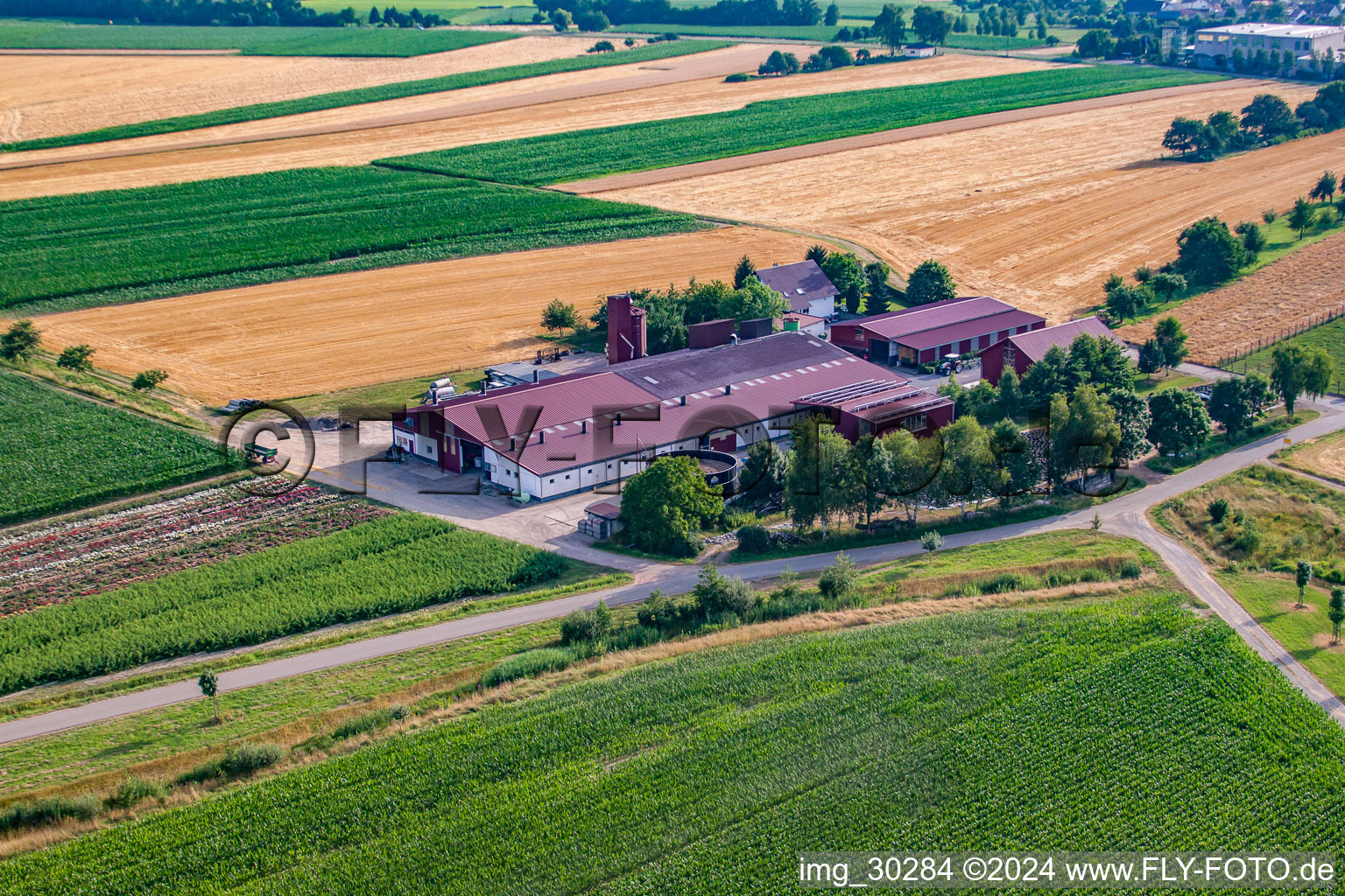 Grüner Fant UG Landscape gardening, wages and gardening in the district Bodersweier in Kehl in the state Baden-Wuerttemberg, Germany