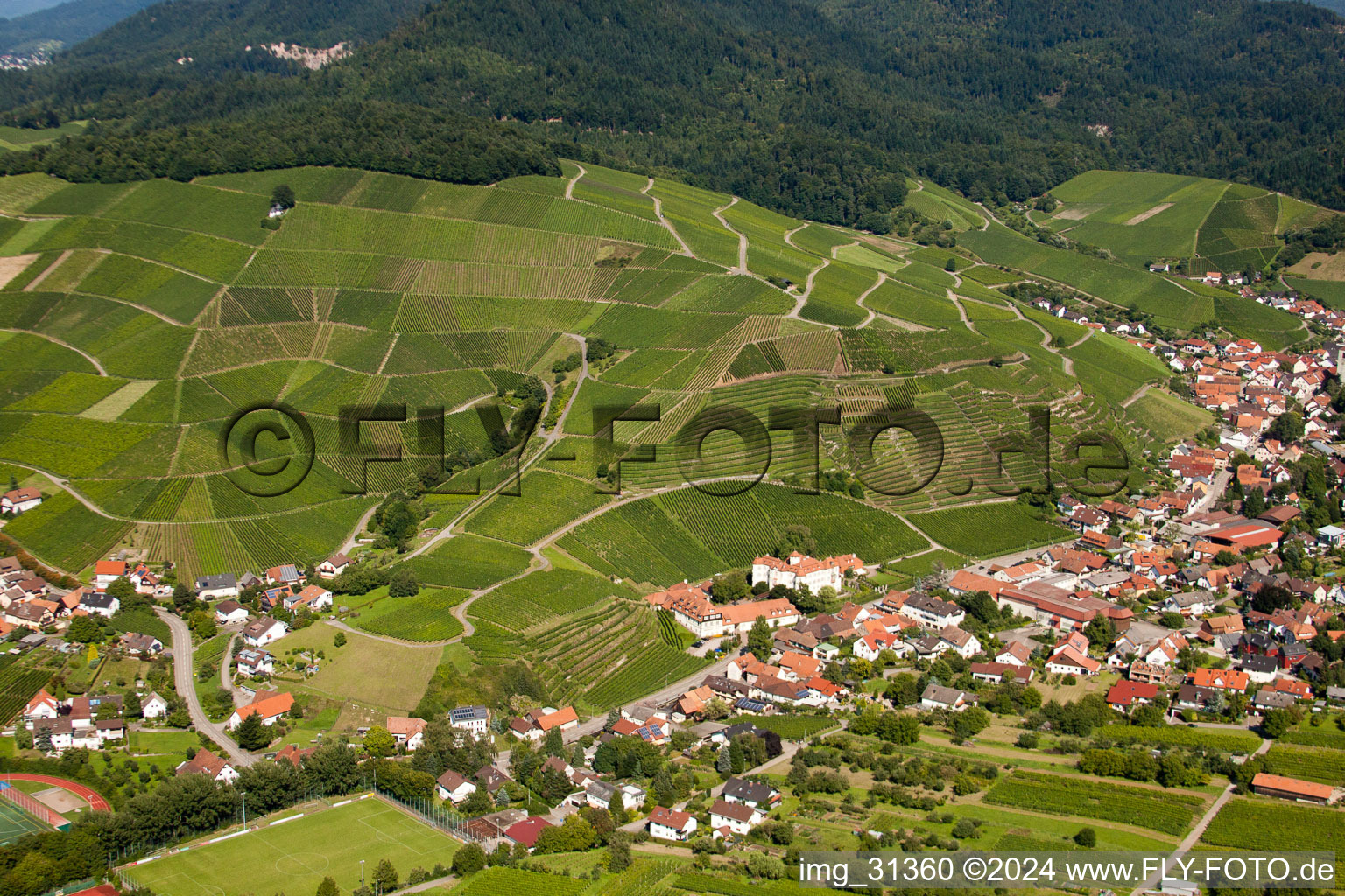 Vineyard in the district Neuweier in Baden-Baden in the state Baden-Wuerttemberg, Germany