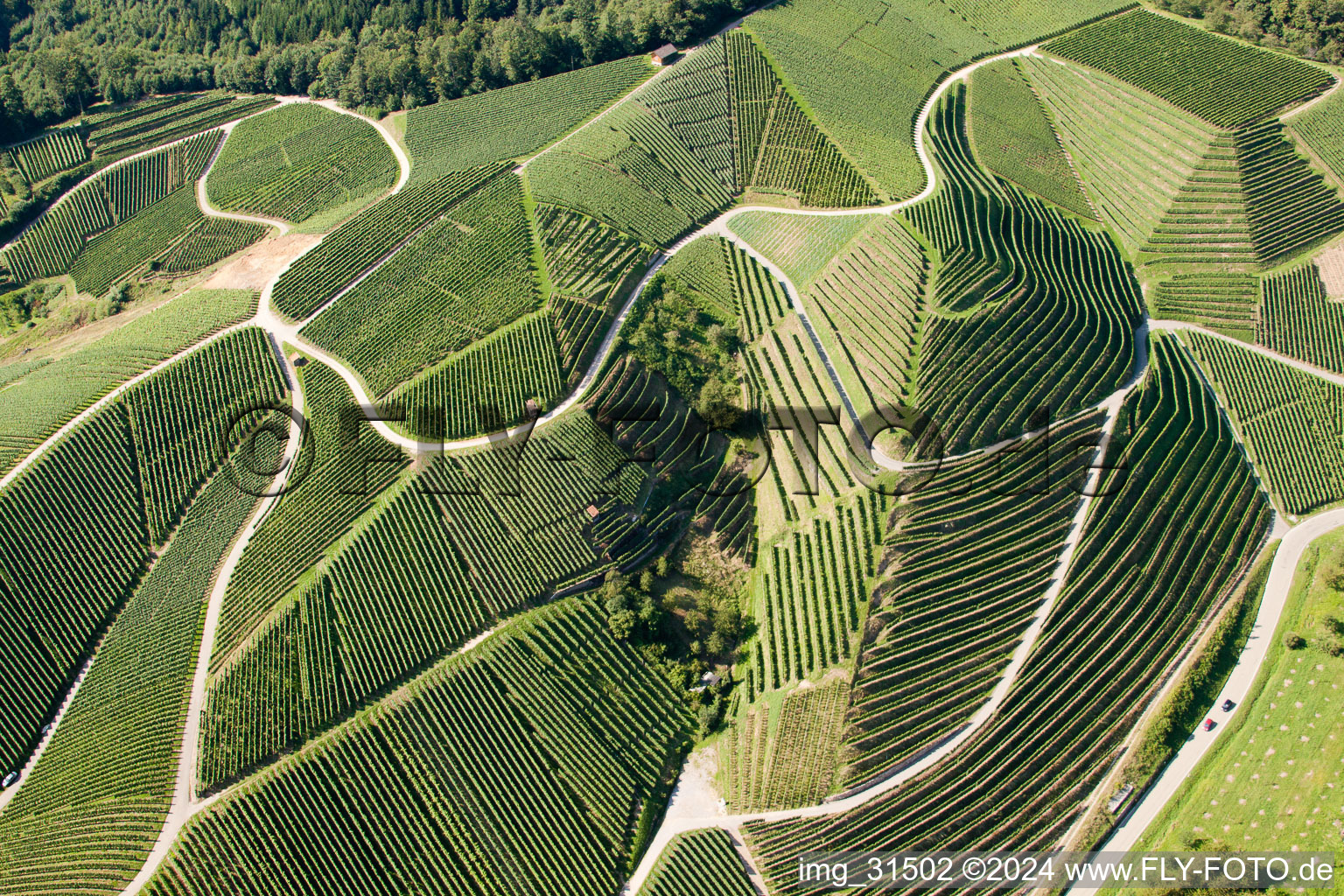 Vineyards at Bernhardshöfe in Kappelrodeck in the state Baden-Wuerttemberg, Germany from the plane