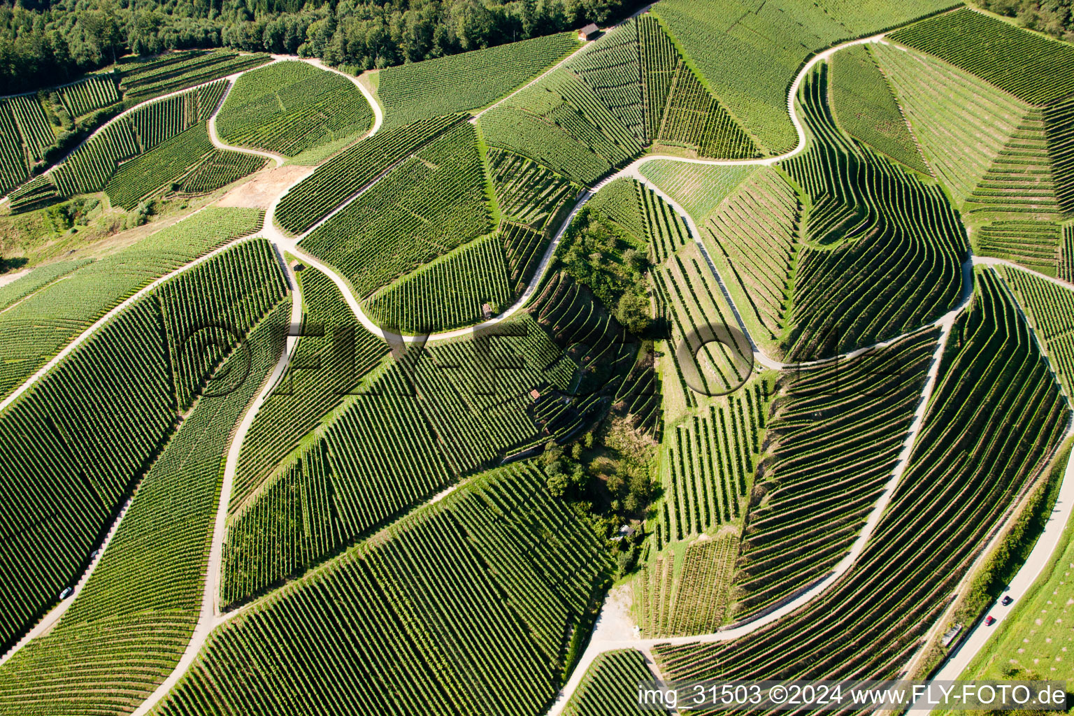 Fields of wine cultivation landscape in Kappelrodeck in the state Baden-Wurttemberg