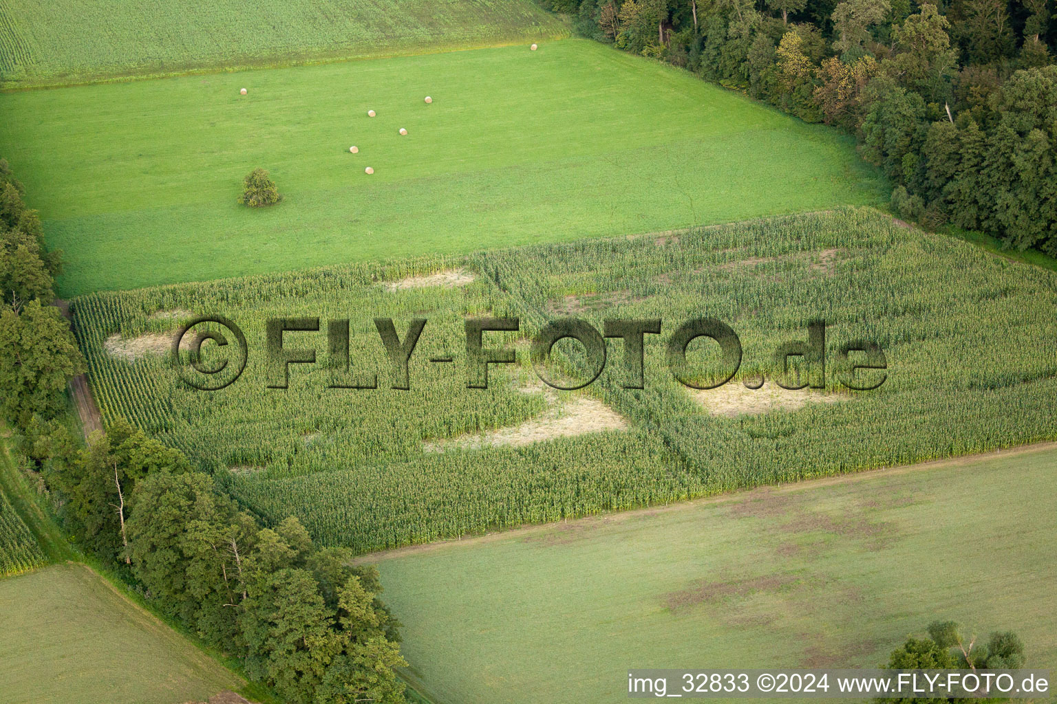 Otterbachtal, wild boar camp in the corn field in Kandel in the state Rhineland-Palatinate, Germany