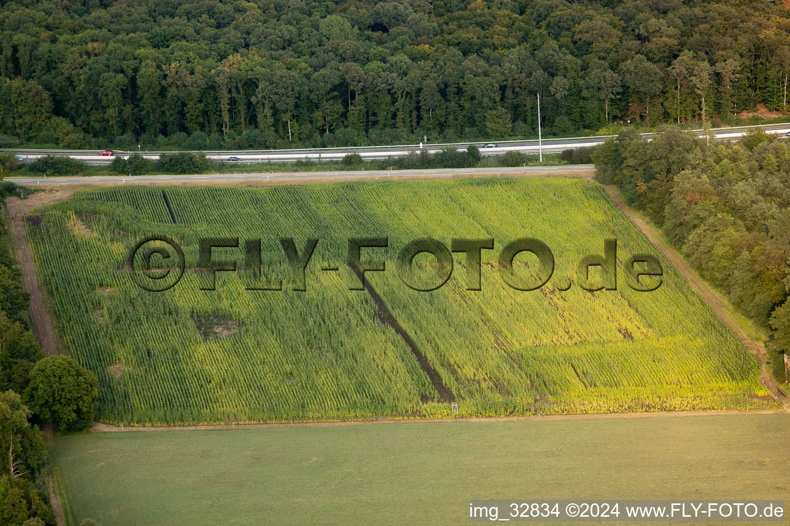 Aerial view of Otterbachtal, wild boar camp in the corn field in Kandel in the state Rhineland-Palatinate, Germany