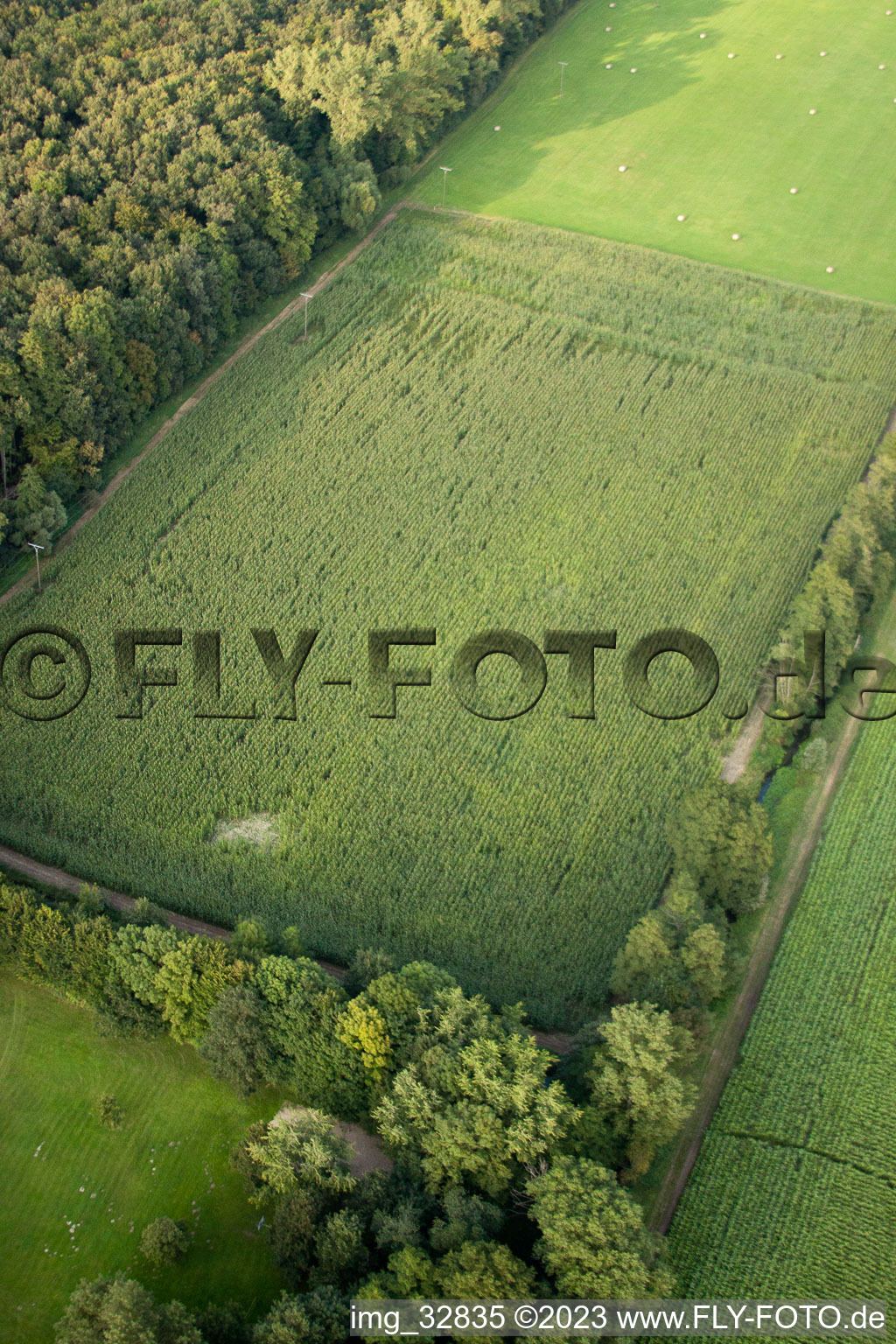 Aerial photograpy of Otterbachtal, wild boar camp in the corn field in Kandel in the state Rhineland-Palatinate, Germany