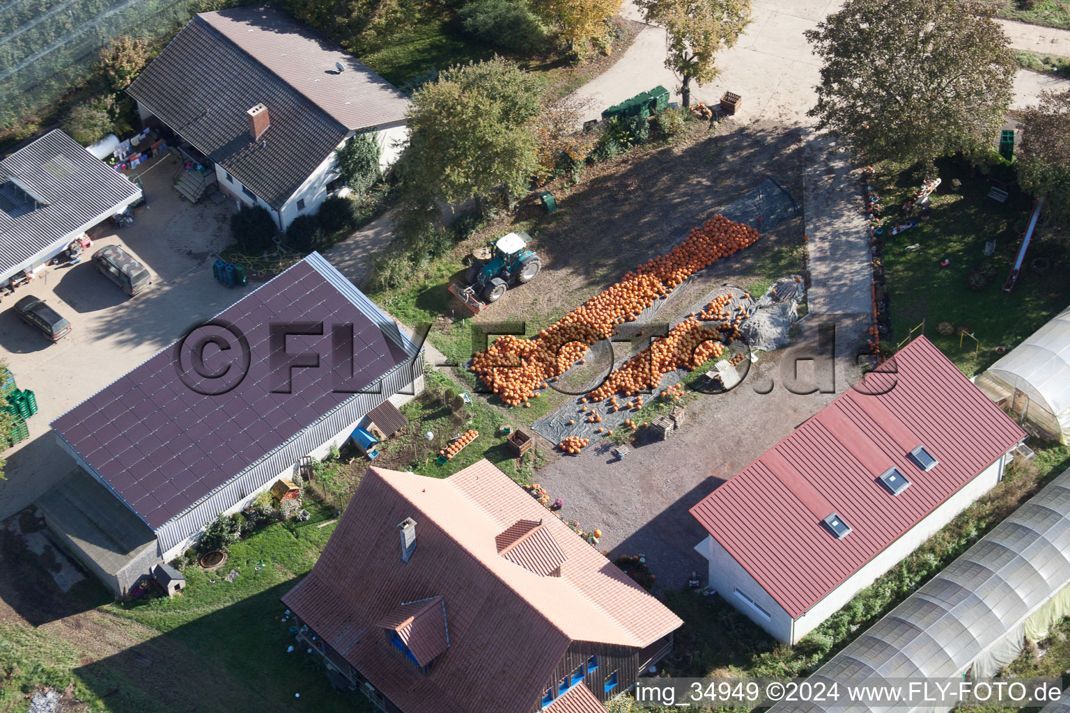 Farm with a lot of pumpkins in Kandel in the state Rhineland-Palatinate