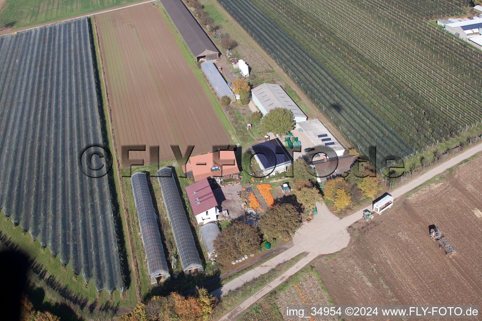 Aerial view of Holderbühlerhof pumpkin harvest in Kandel in the state Rhineland-Palatinate, Germany