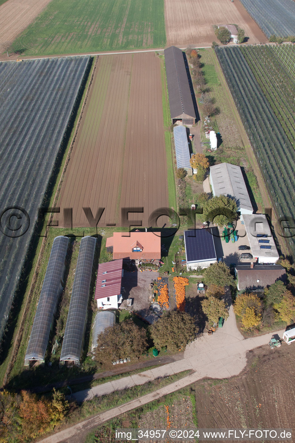 Aerial photograpy of Holderbühlerhof pumpkin harvest in Kandel in the state Rhineland-Palatinate, Germany