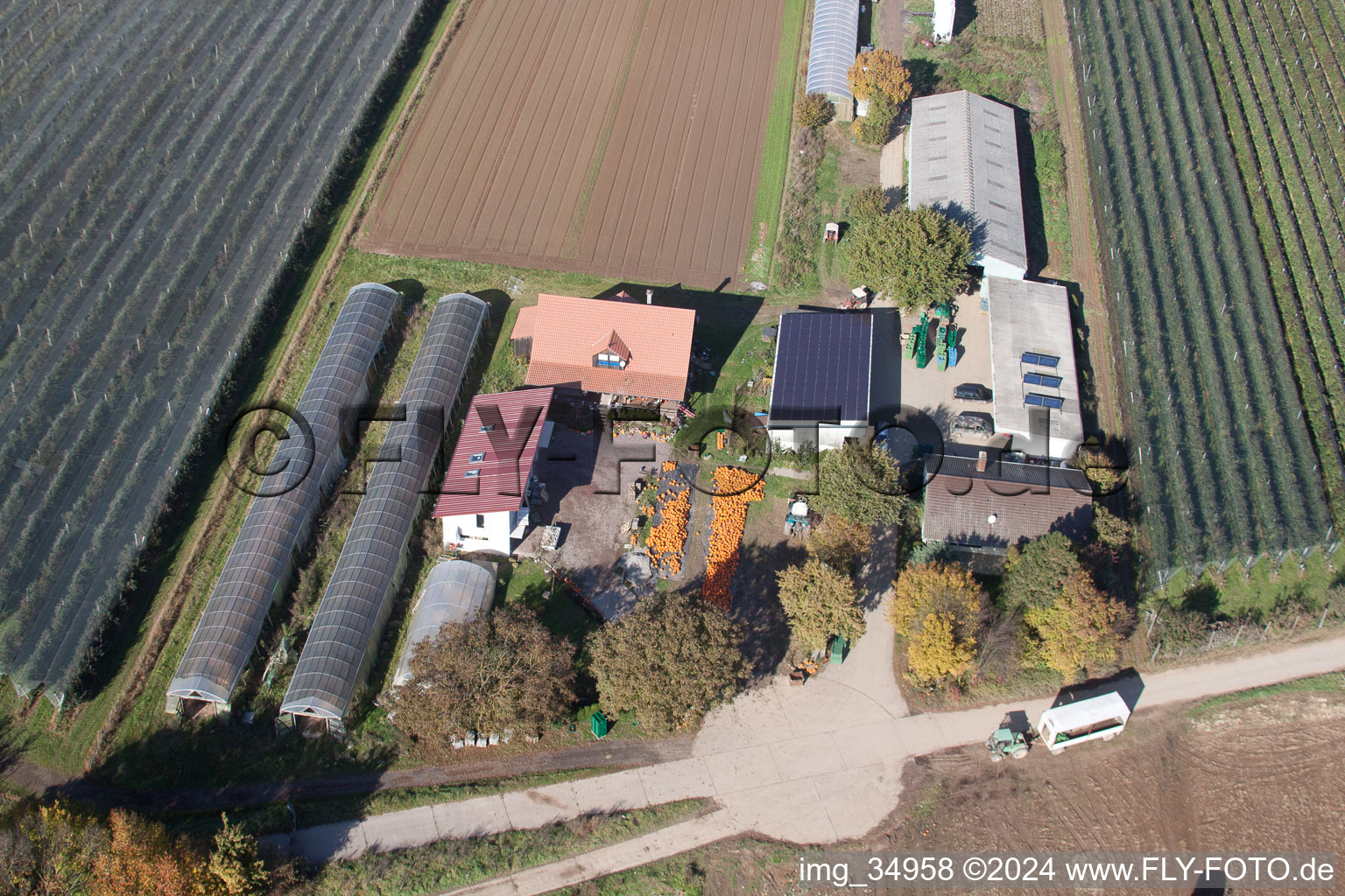 Oblique view of Holderbühlerhof pumpkin harvest in Kandel in the state Rhineland-Palatinate, Germany