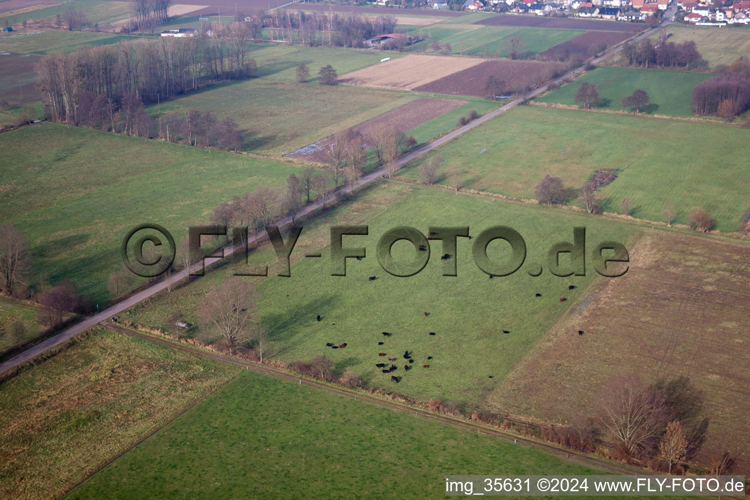 Minfeld in the state Rhineland-Palatinate, Germany from the plane