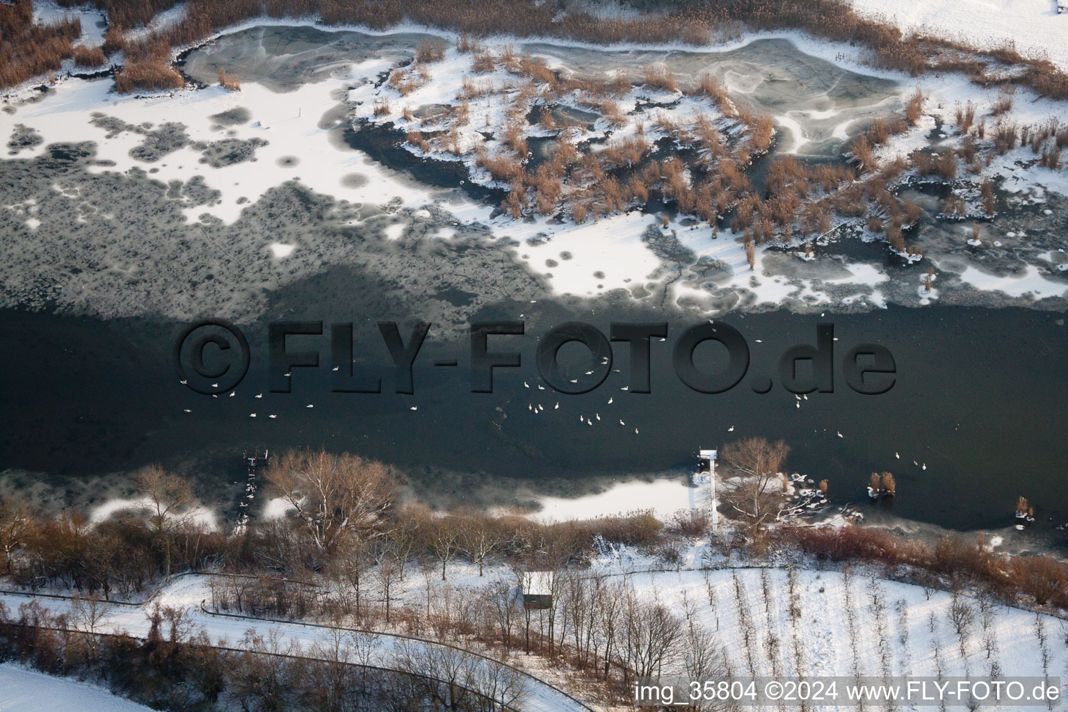 Goose on the ice of the old rhine with snowed shore in the district Woerth-Oberwald in Woerth am Rhein in the state Rhineland-Palatinate