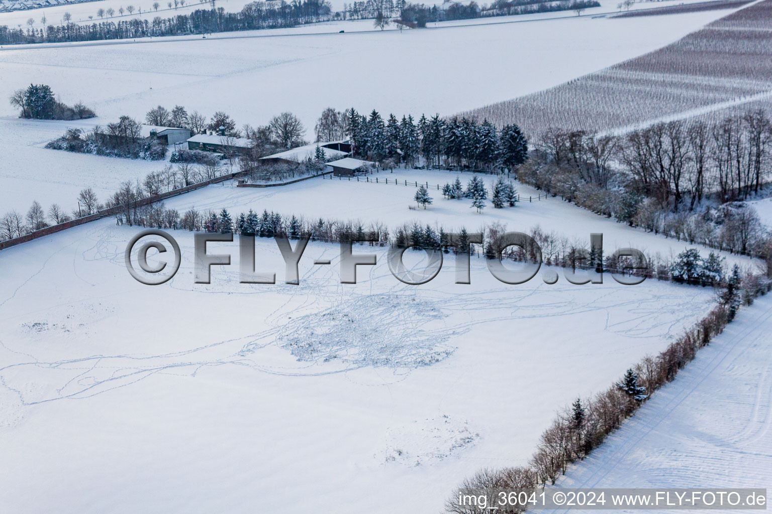 Trakehner-Friedrich in Minfeld in the state Rhineland-Palatinate, Germany viewn from the air