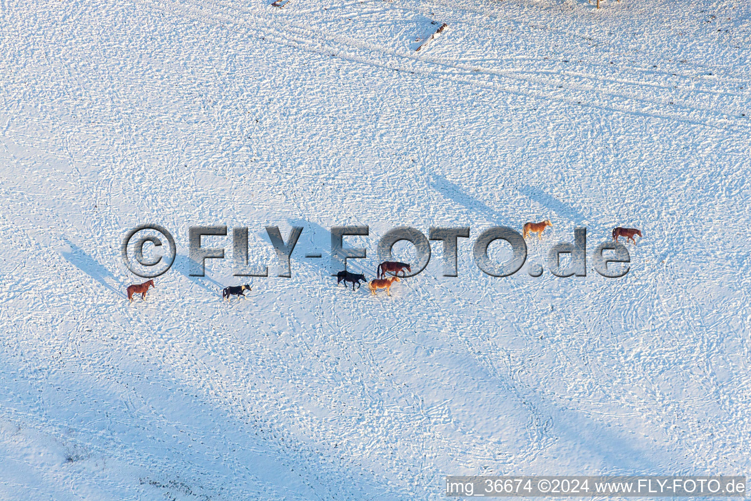 Winter snow-covered structures of a paddock with horses in Neewiller-près-Lauterbourg in the state Bas-Rhin, France