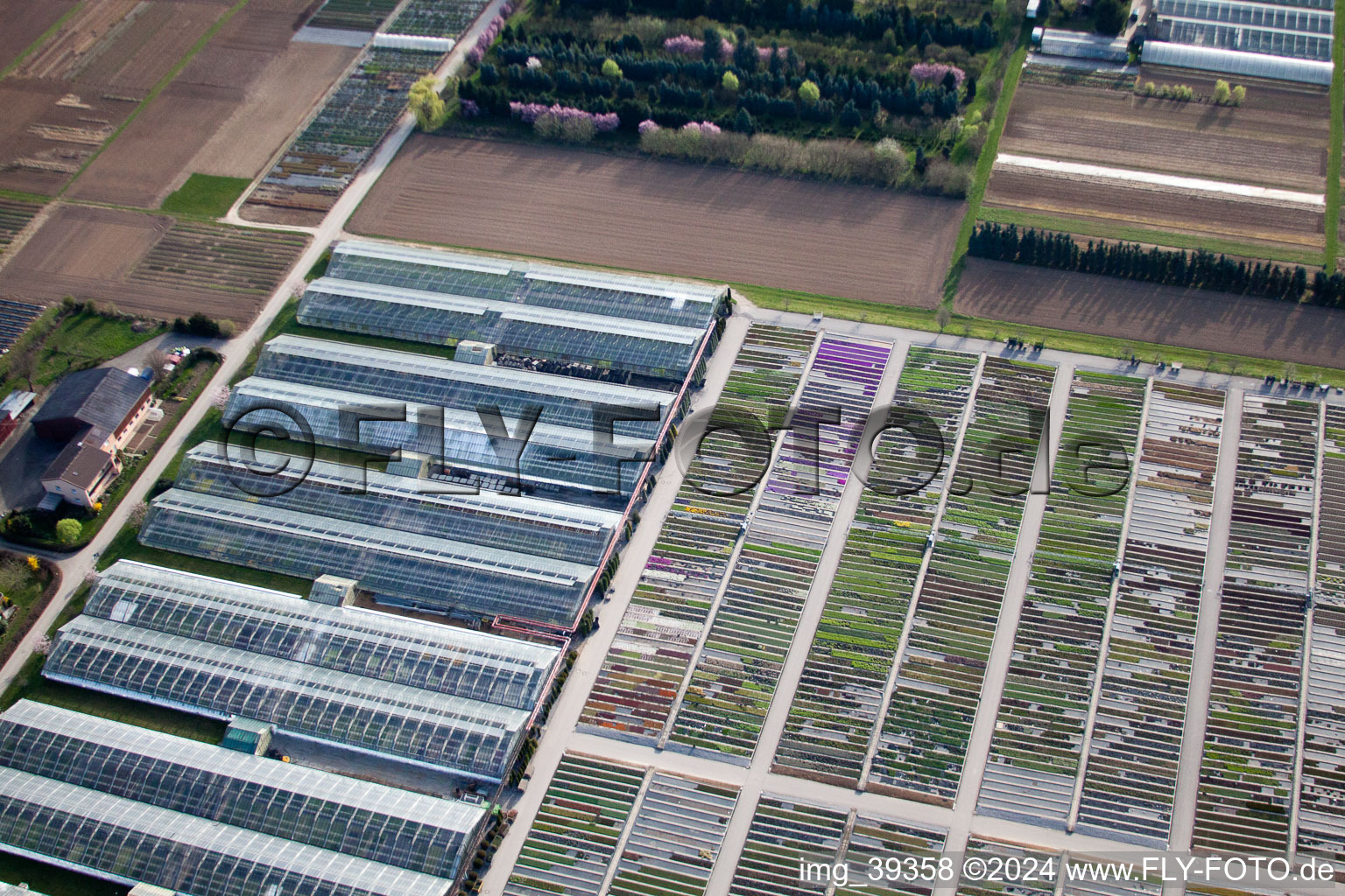 Häussermann Perennials + Woody Plants, In the Cornfield in Möglingen in the state Baden-Wuerttemberg, Germany from the plane