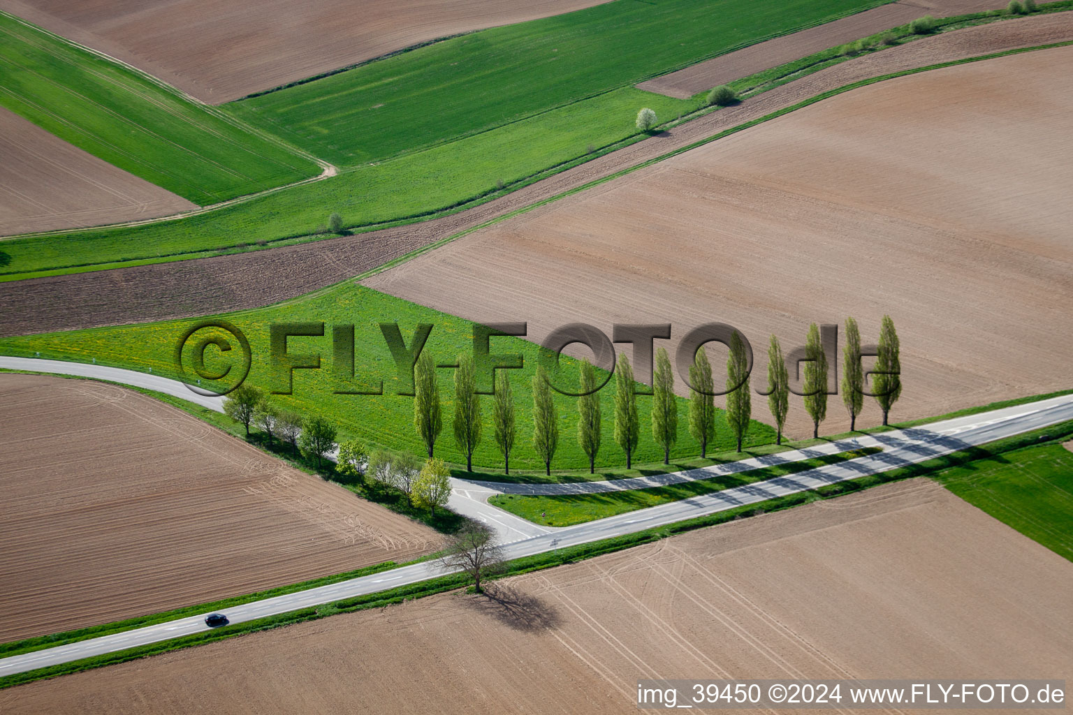 Row of trees on a country road on a field edge in Seebach in Alsace-Champagne-Ardenne-Lorraine, France