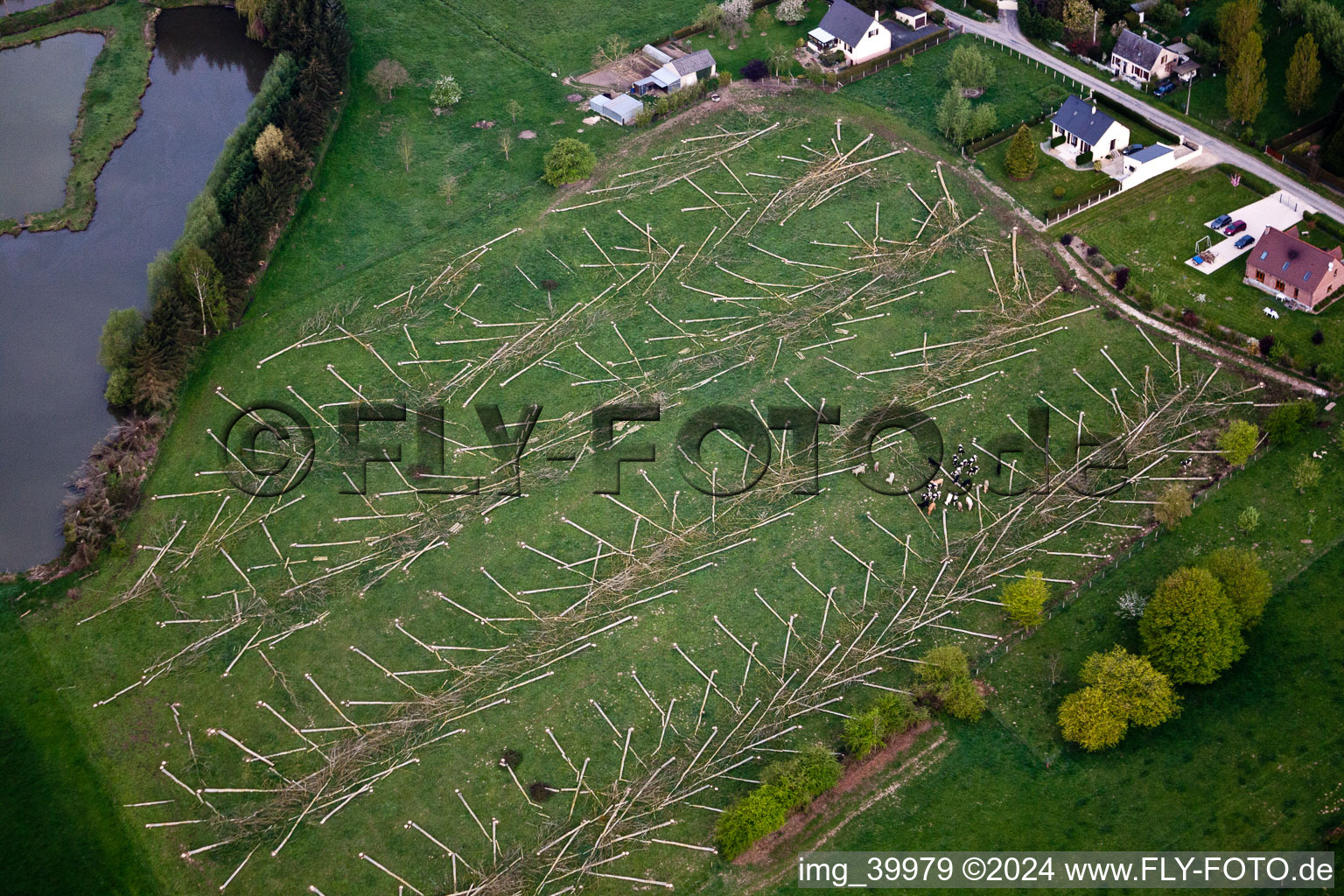 Felled tree trunks in a forest area in Malzy in Hauts-de-France, France