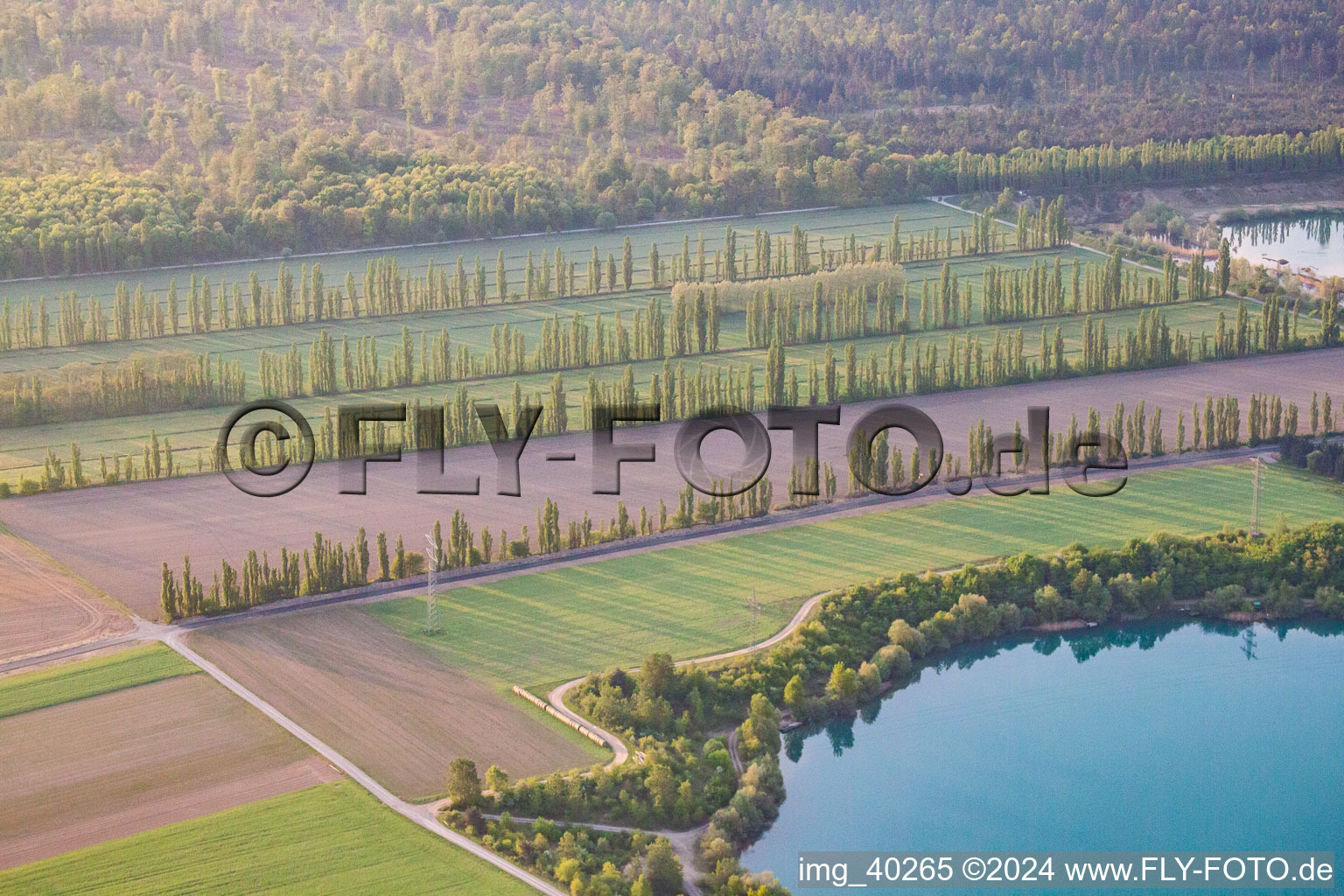 Rows of poplars in Durmersheim in the state Baden-Wuerttemberg, Germany