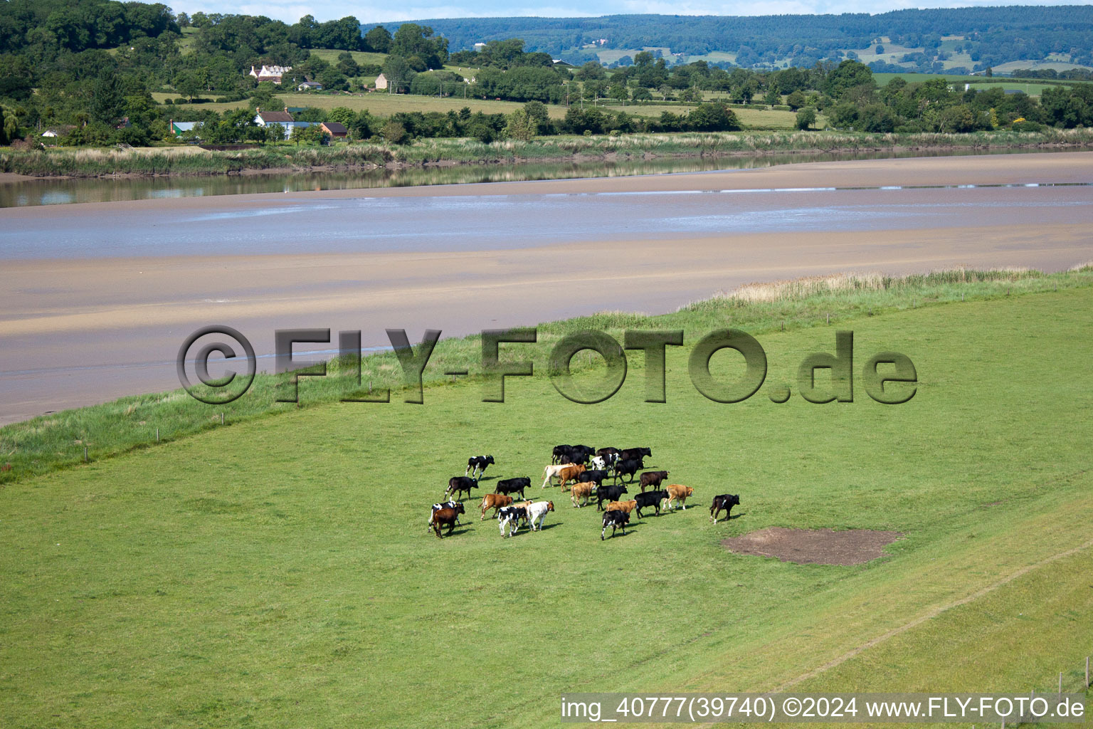 Herd of calves in front of the dike at the mouth of the River Severn near Framilode in Framilode in the state England, Great Britain