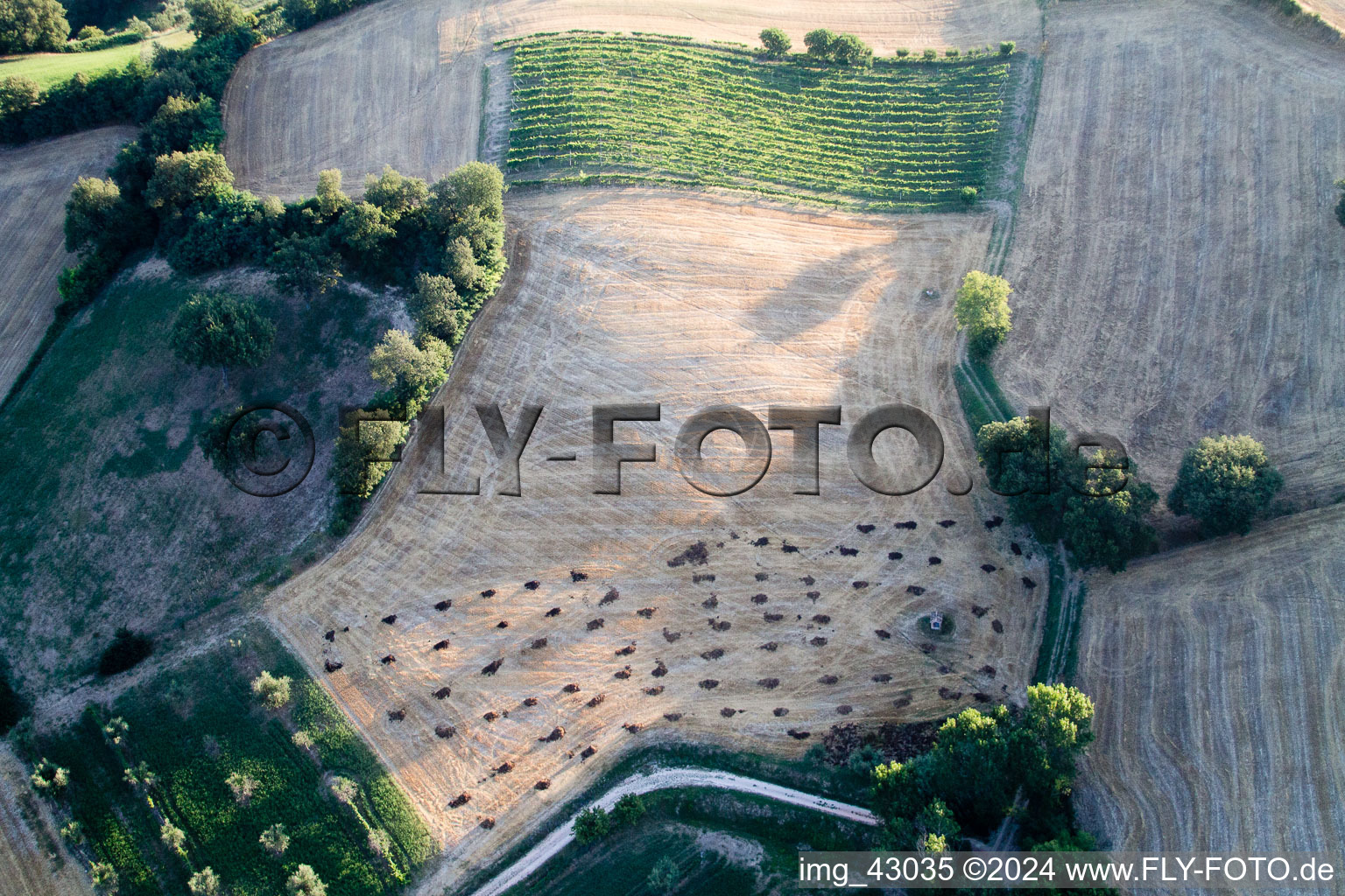 Trees in a field in Marche, Italy