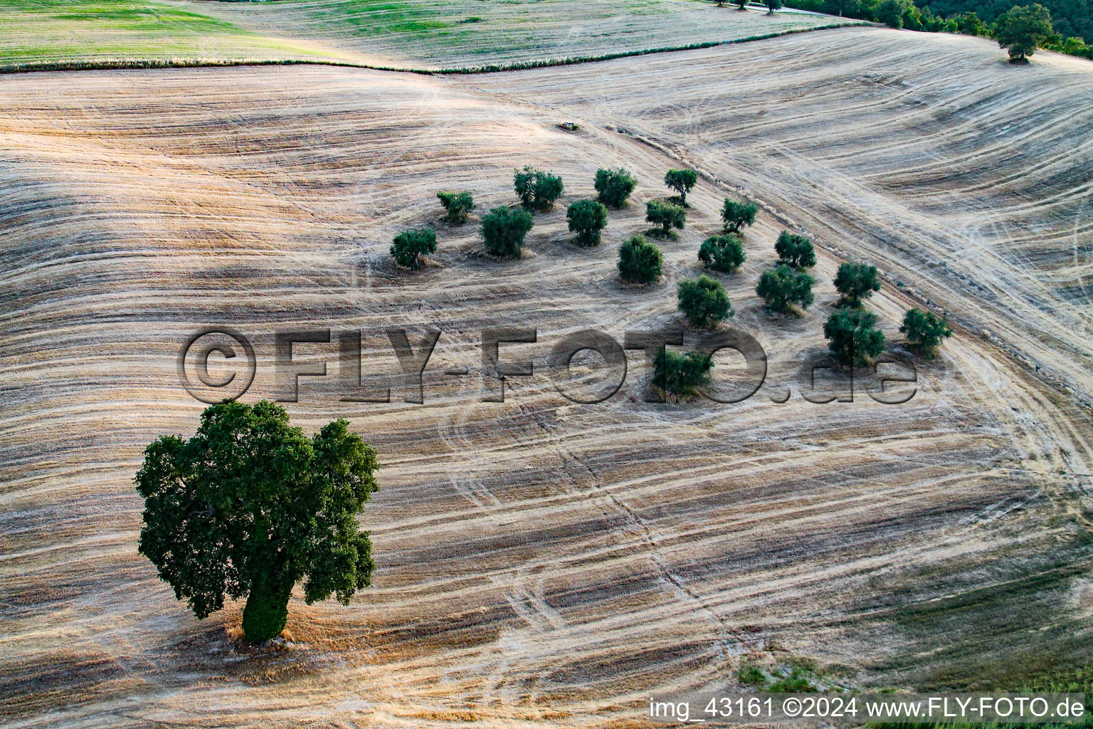 Trees in a field in Marche, Italy