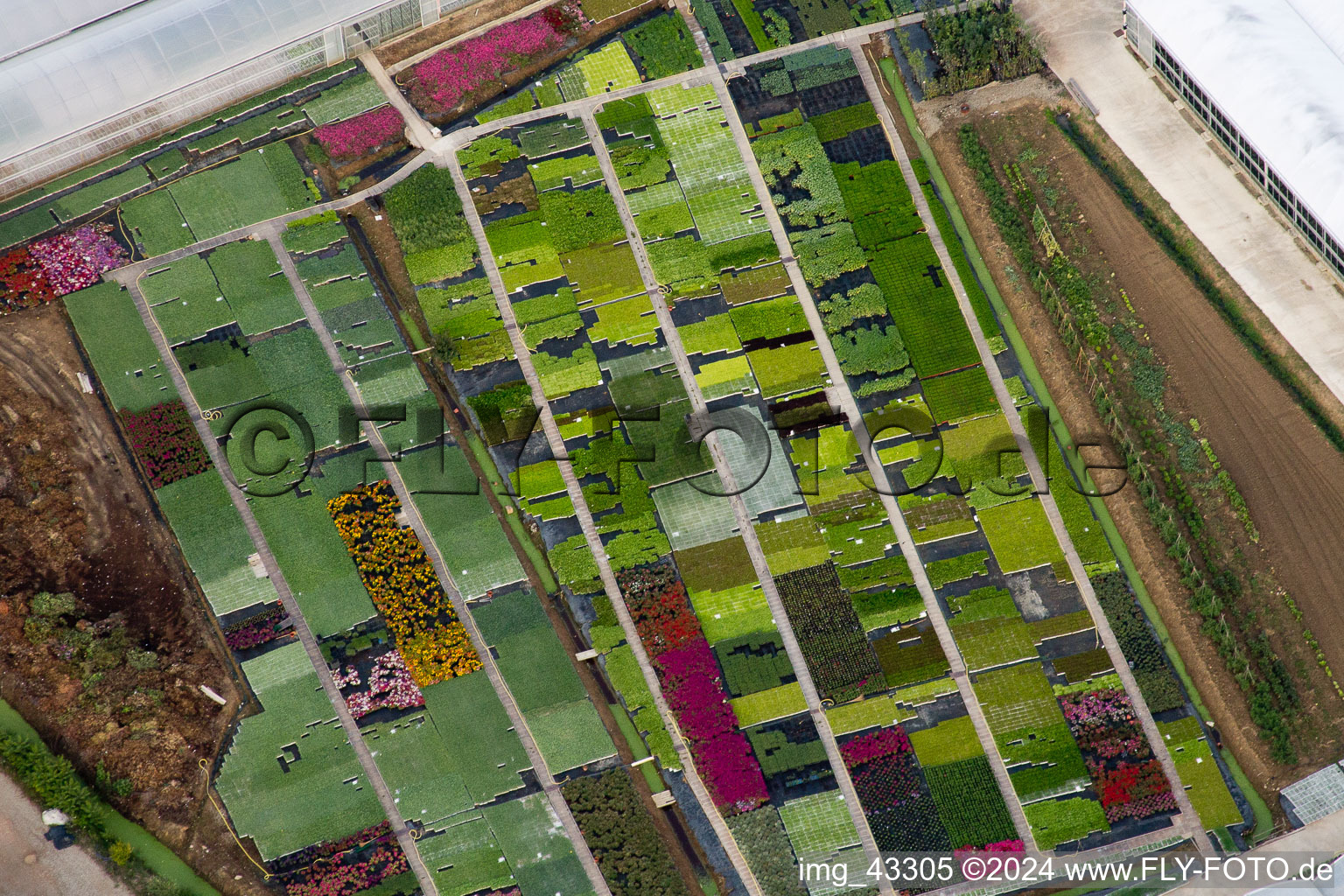 Nursery flower cultivation perennial borders in Bigguro in Castiglion Fiorentino in the state Arezzo, Italy