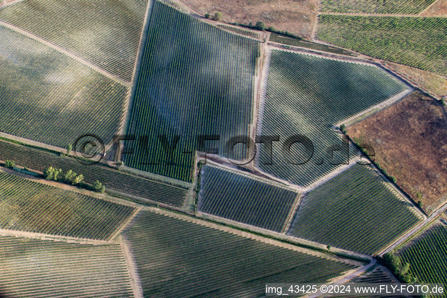 Vineyard landscape of the wine-growing areas in Abbadia in Montepulciano in the state Siena, Italy