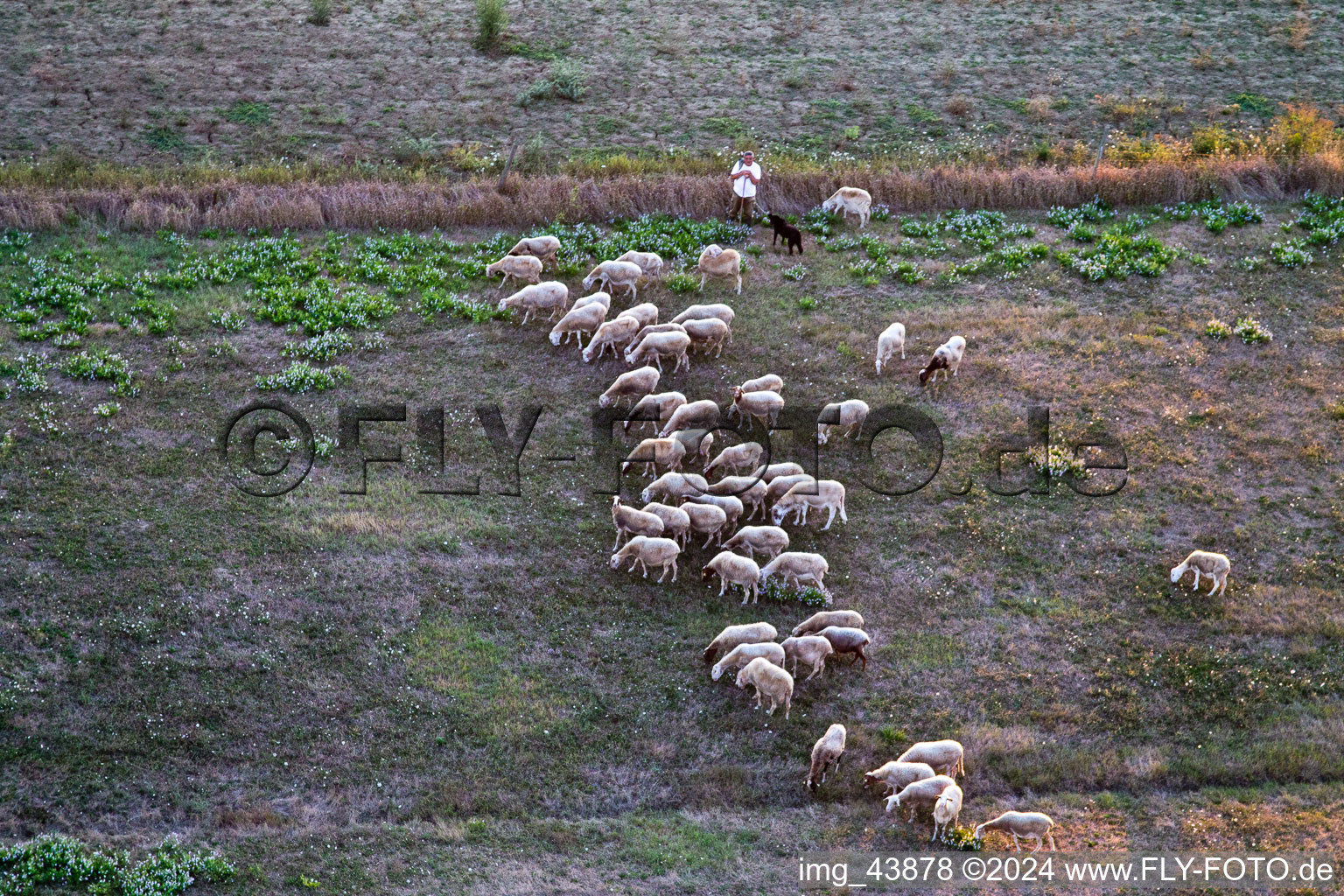 Meadow pasture with Sheep - herd and shephard in Castroncello in Toscana, Italy