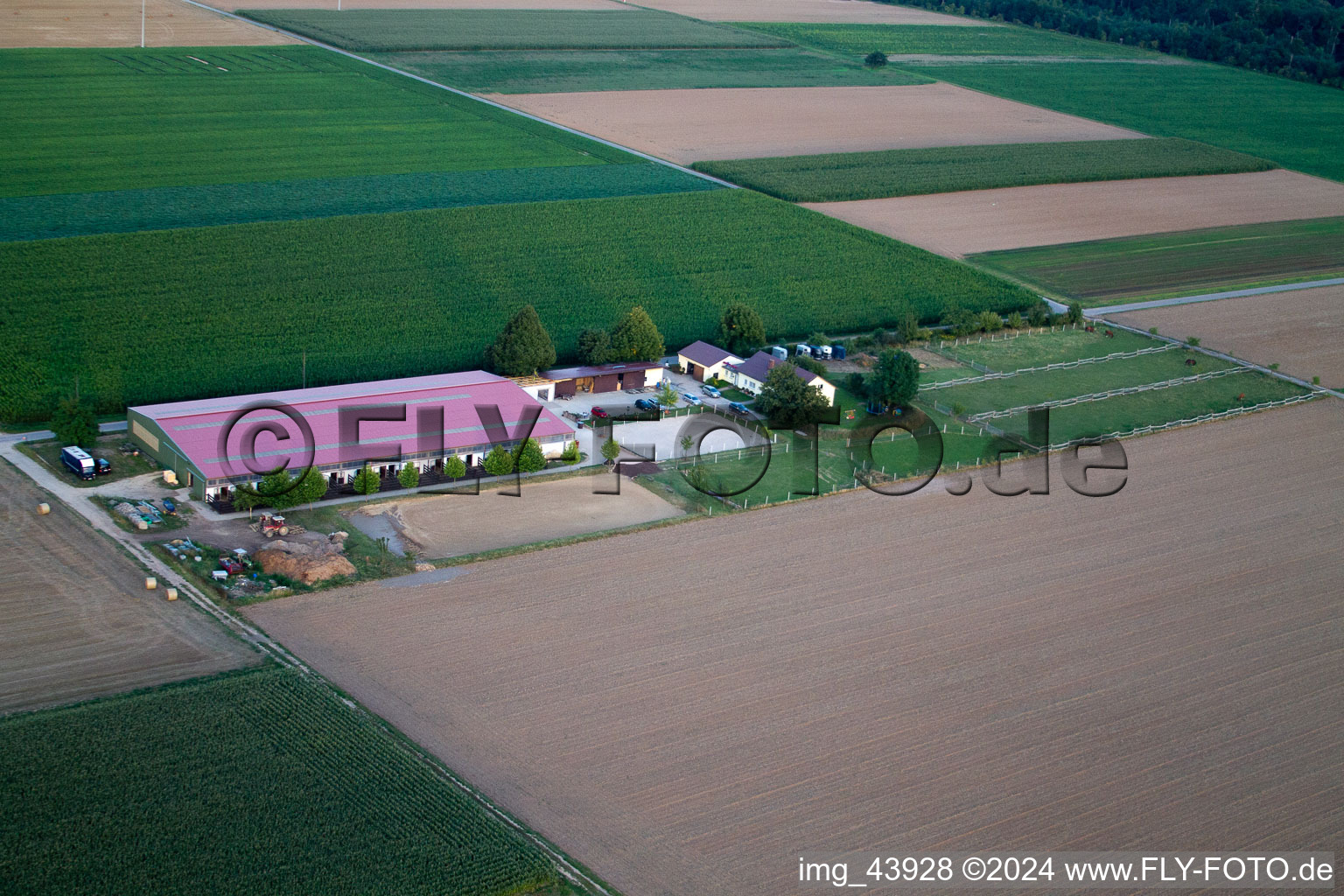 Drone recording of Foal farm in Steinweiler in the state Rhineland-Palatinate, Germany