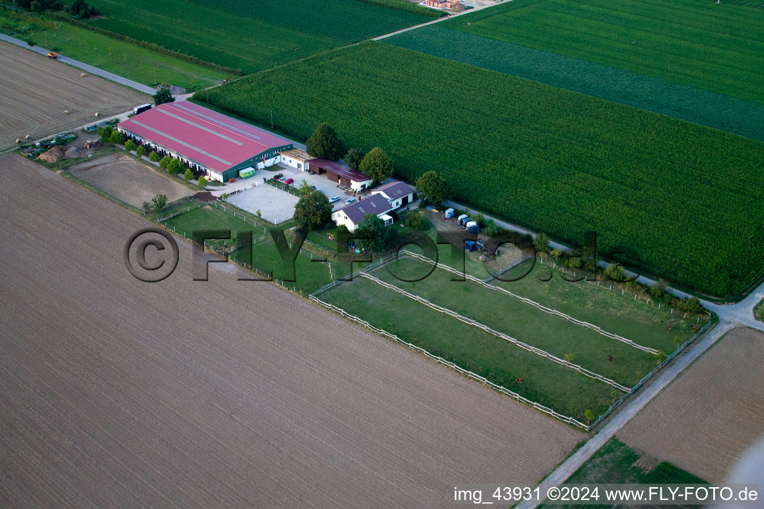 Foal farm in Steinweiler in the state Rhineland-Palatinate, Germany from a drone