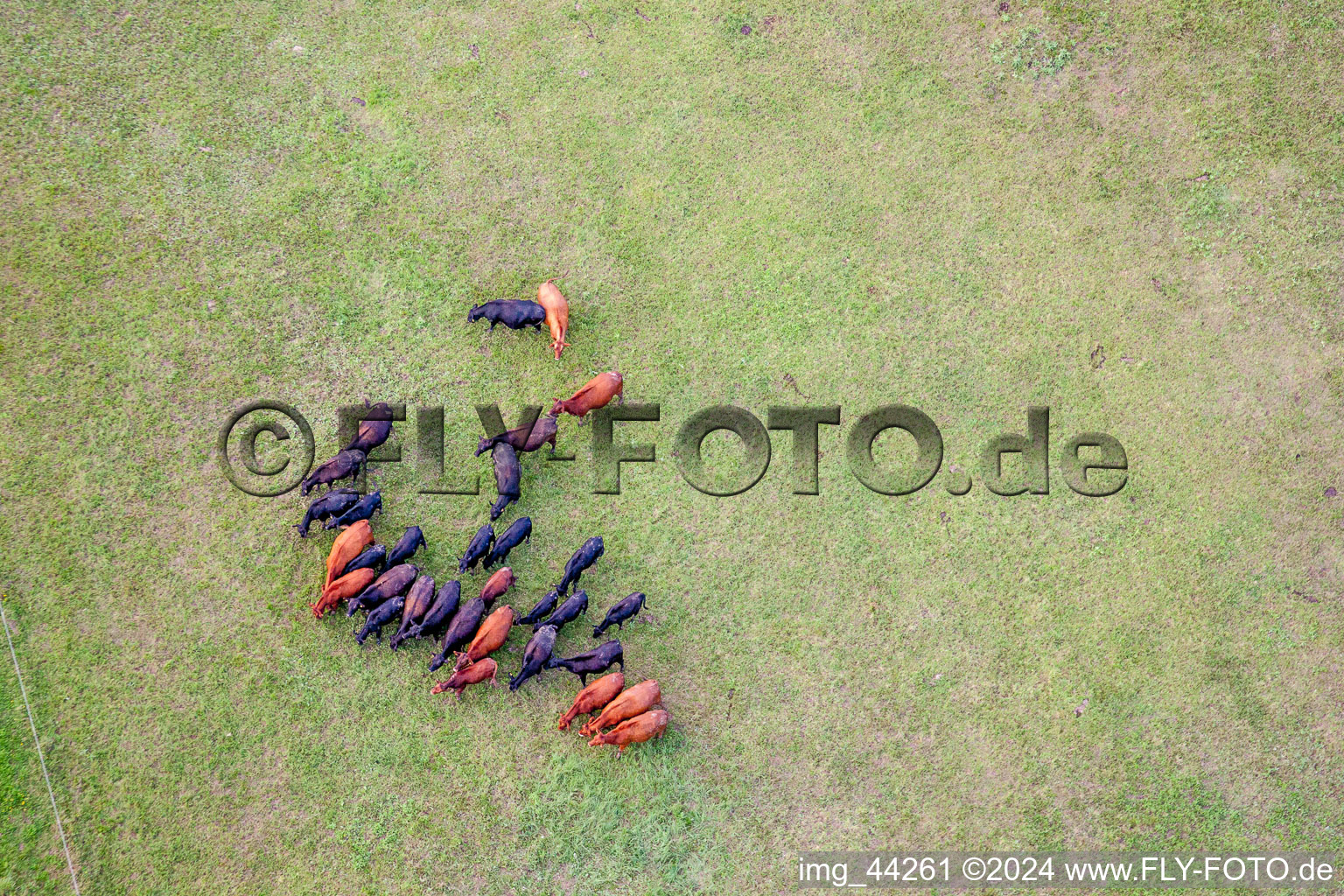 Grass area-structures meadow pasture with cattle - herd bei Minfeld in the state Rhineland-Palatinate, Germany