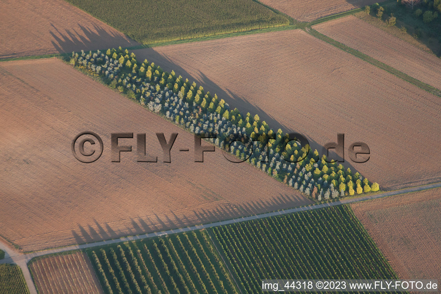 Essingen in the state Rhineland-Palatinate, Germany from the drone perspective