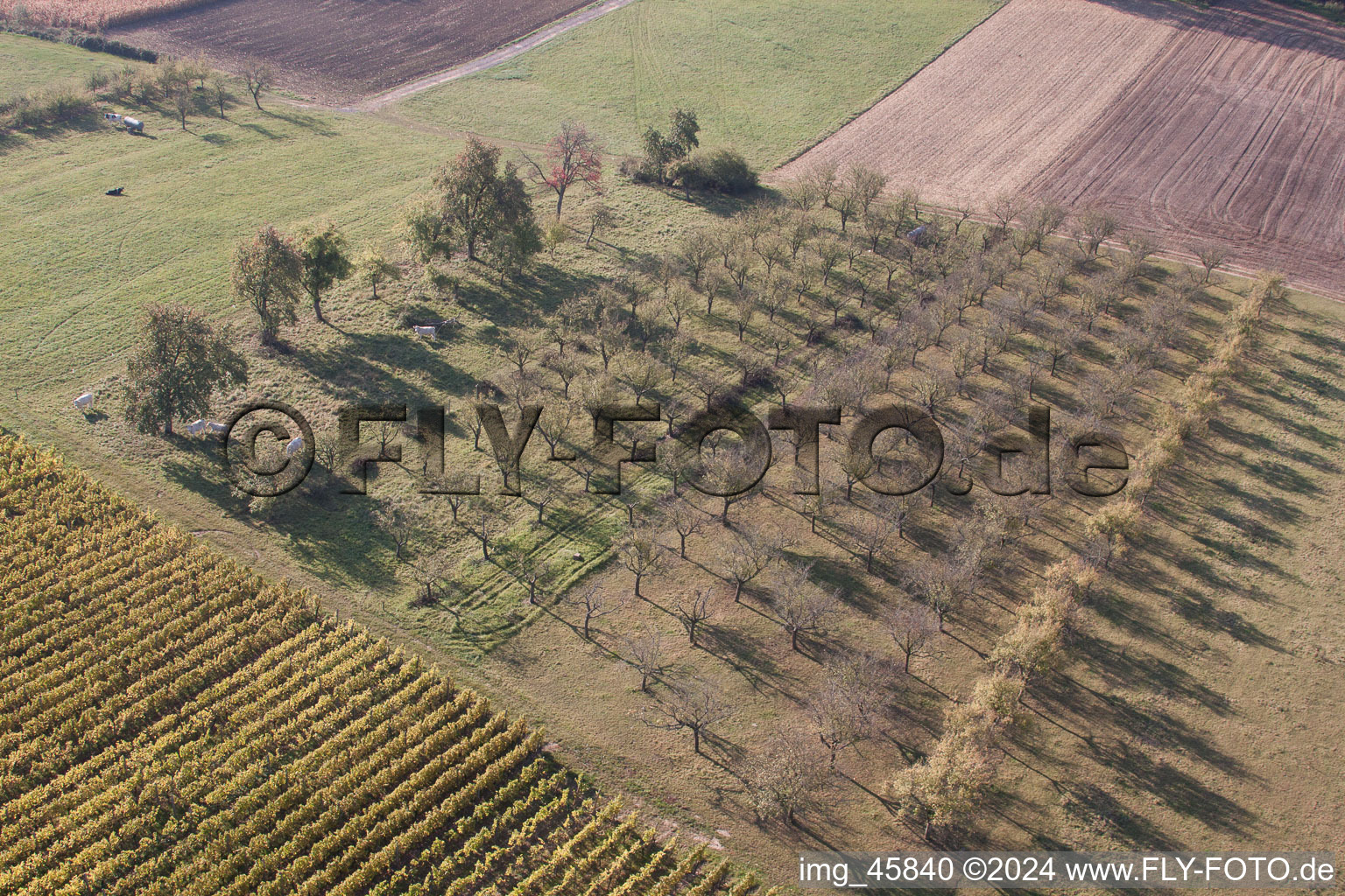 Steinseltz in the state Bas-Rhin, France from above