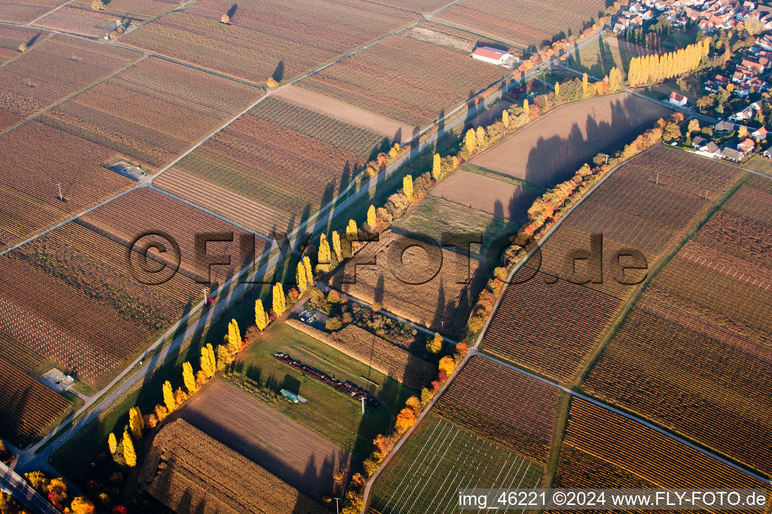 Autumnly Rows of trees on a wine yard in Knoeringen in the state Rhineland-Palatinate