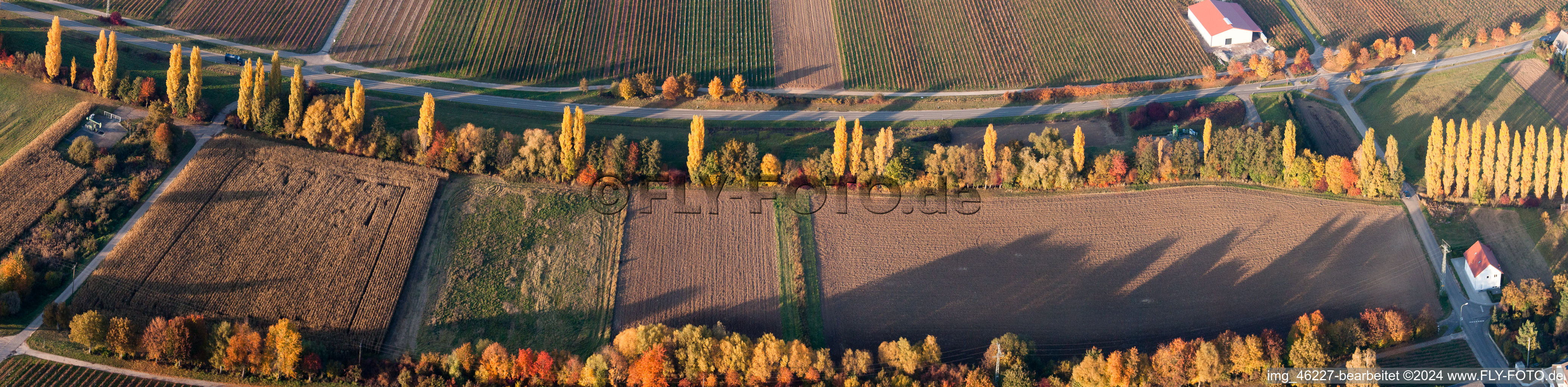 Panoramic perspective Row of trees on a country road on a field edge in Roschbach in the state Rhineland-Palatinate, Germany