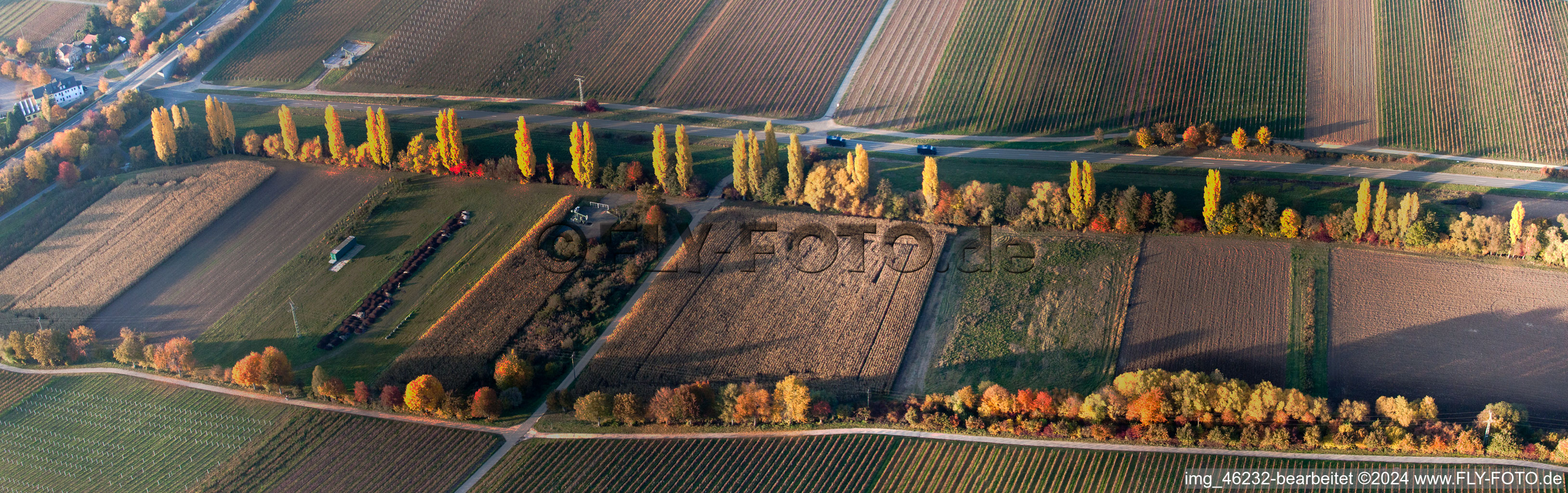 Aerial view of Panoramic perspective Row of trees on a country road on a field edge in Roschbach in the state Rhineland-Palatinate, Germany