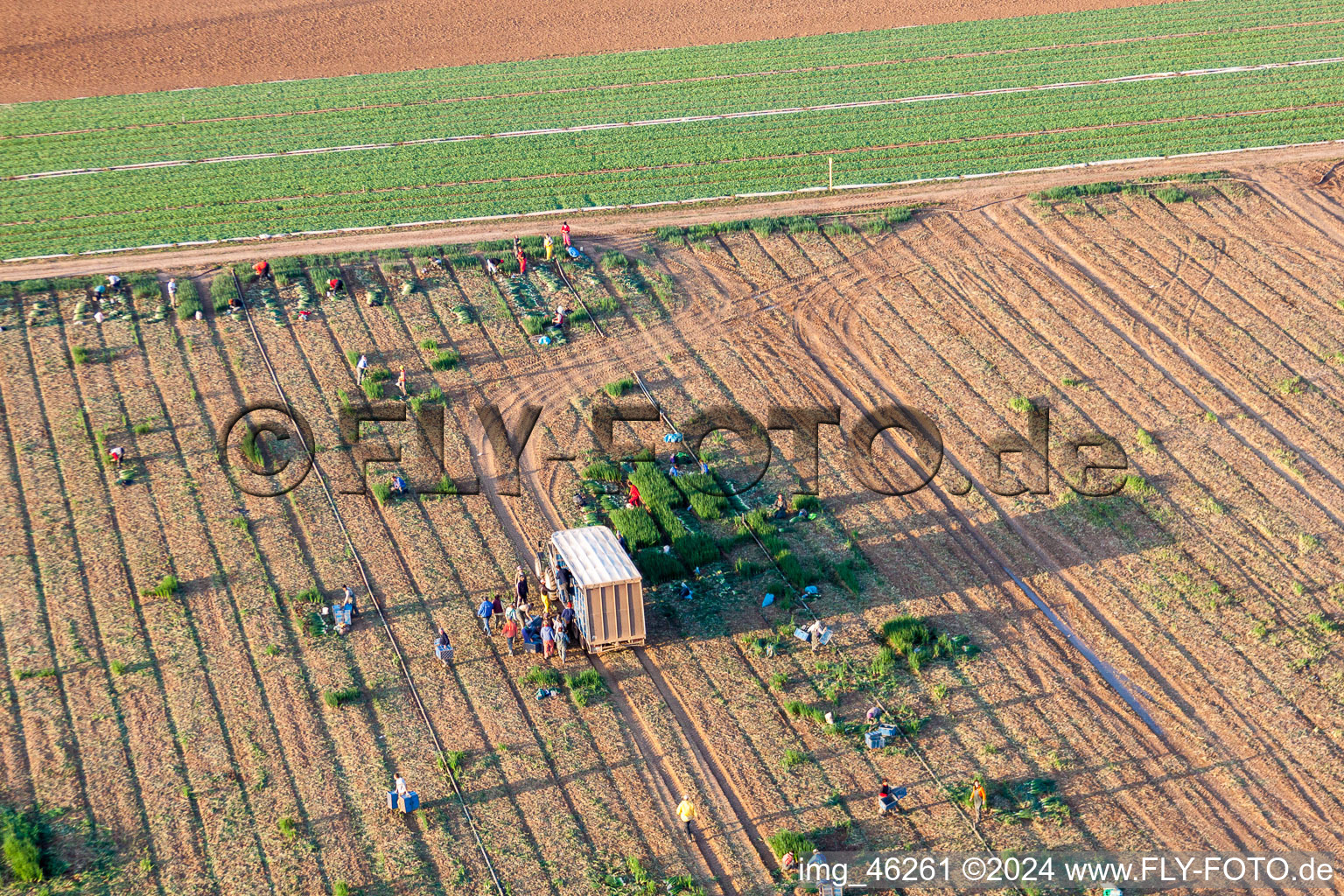 Working to the harvesting of lettuce with harvesters on agricultural field rows in Essingen in the state Rhineland-Palatinate