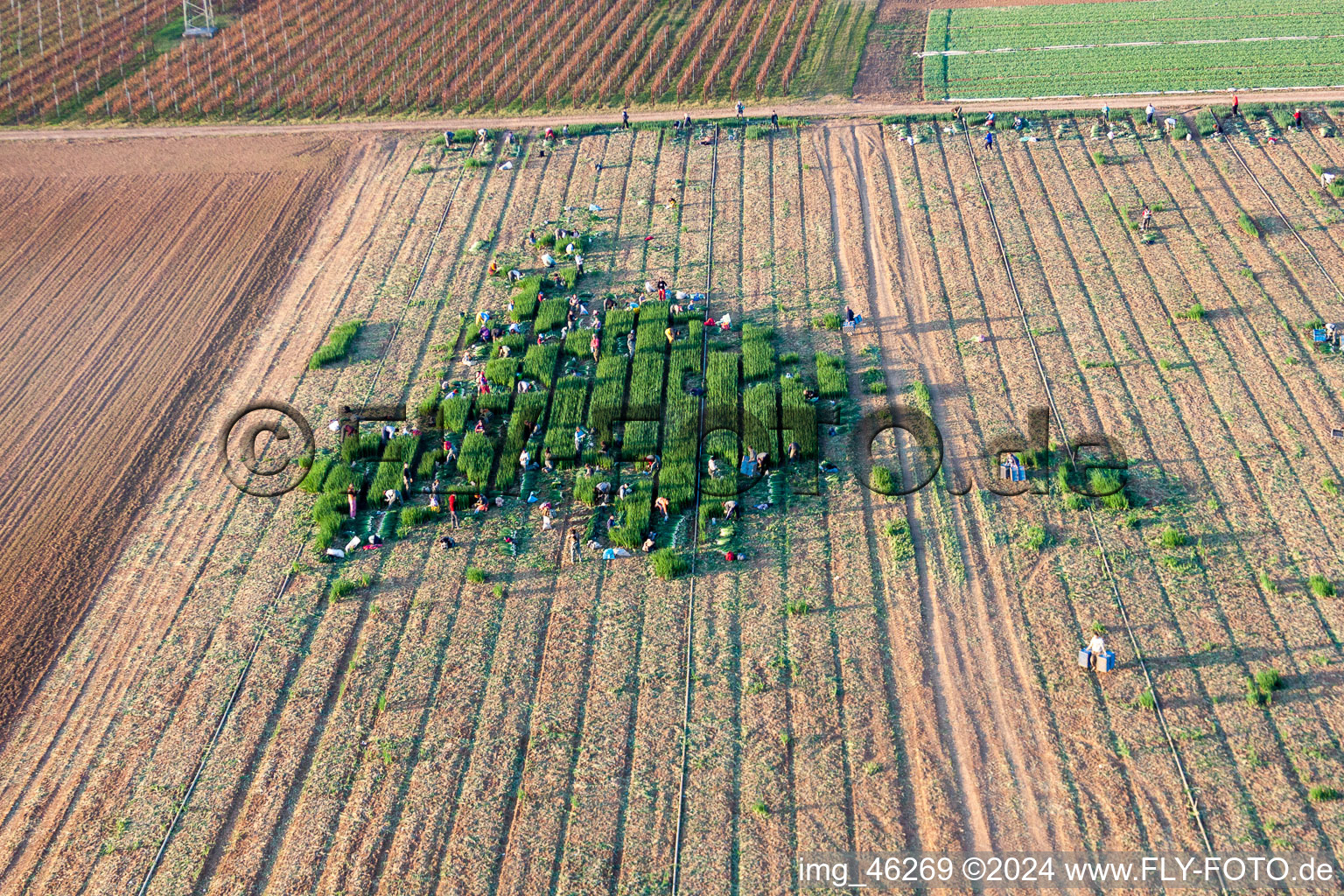 Aerial view of Working to the harvesting of lettuce with harvesters on agricultural field rows in Essingen in the state Rhineland-Palatinate