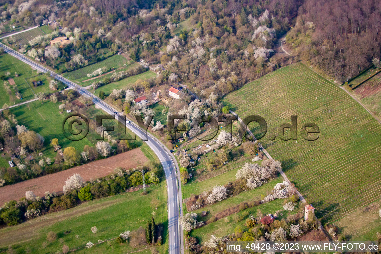 Spring blossom on the mountain road in Nußloch in the state Baden-Wuerttemberg, Germany