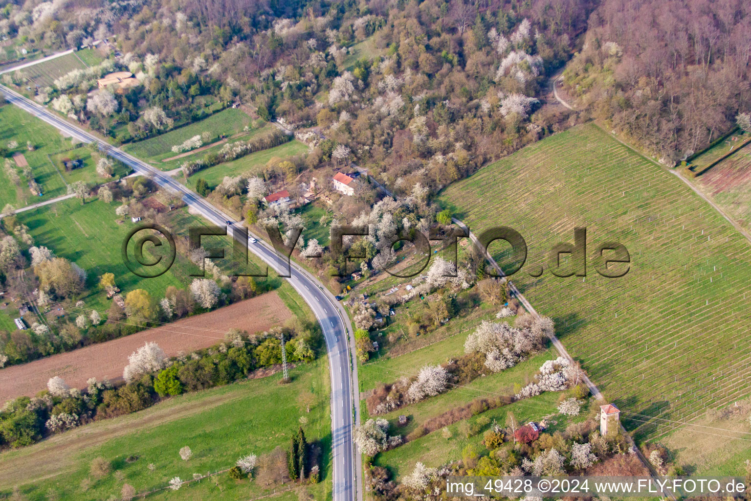 Spring blossom on the mountain road in Nußloch in the state Baden-Wuerttemberg, Germany