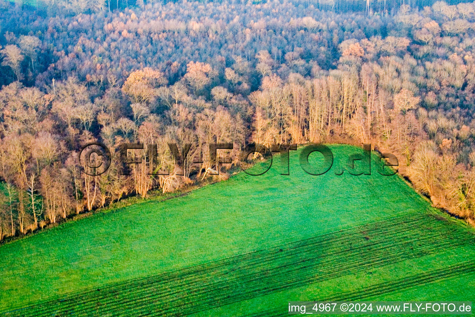 Bienwald in Kandel in the state Rhineland-Palatinate, Germany