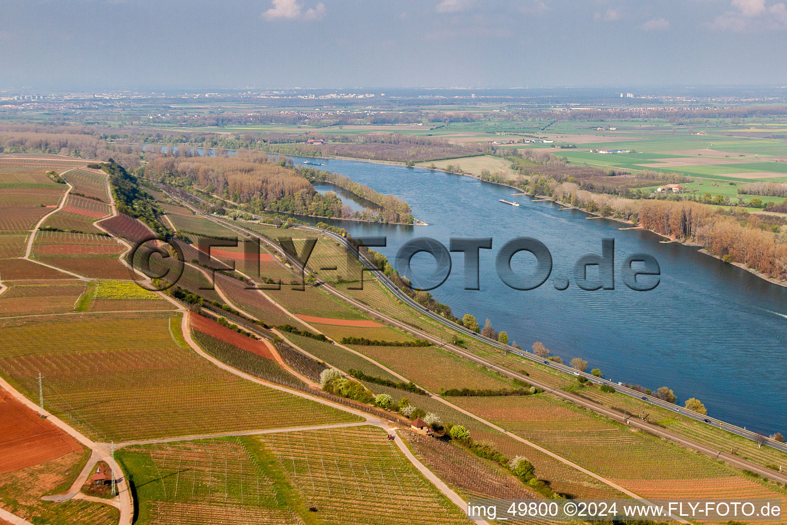 Riparian zones with wine yards on the course of the Rhine river in the district Rothenberg in Nackenheim in the state Rhineland-Palatinate, Germany