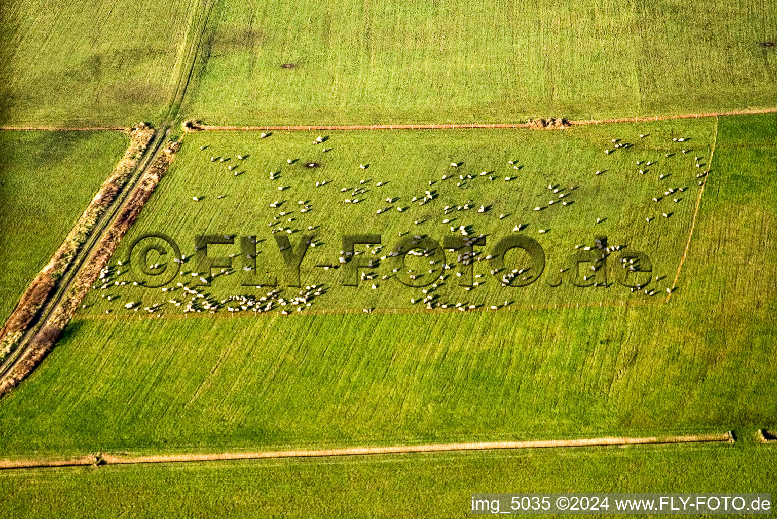 Sheep pasture in the district Offenbach in Offenbach an der Queich in the state Rhineland-Palatinate, Germany