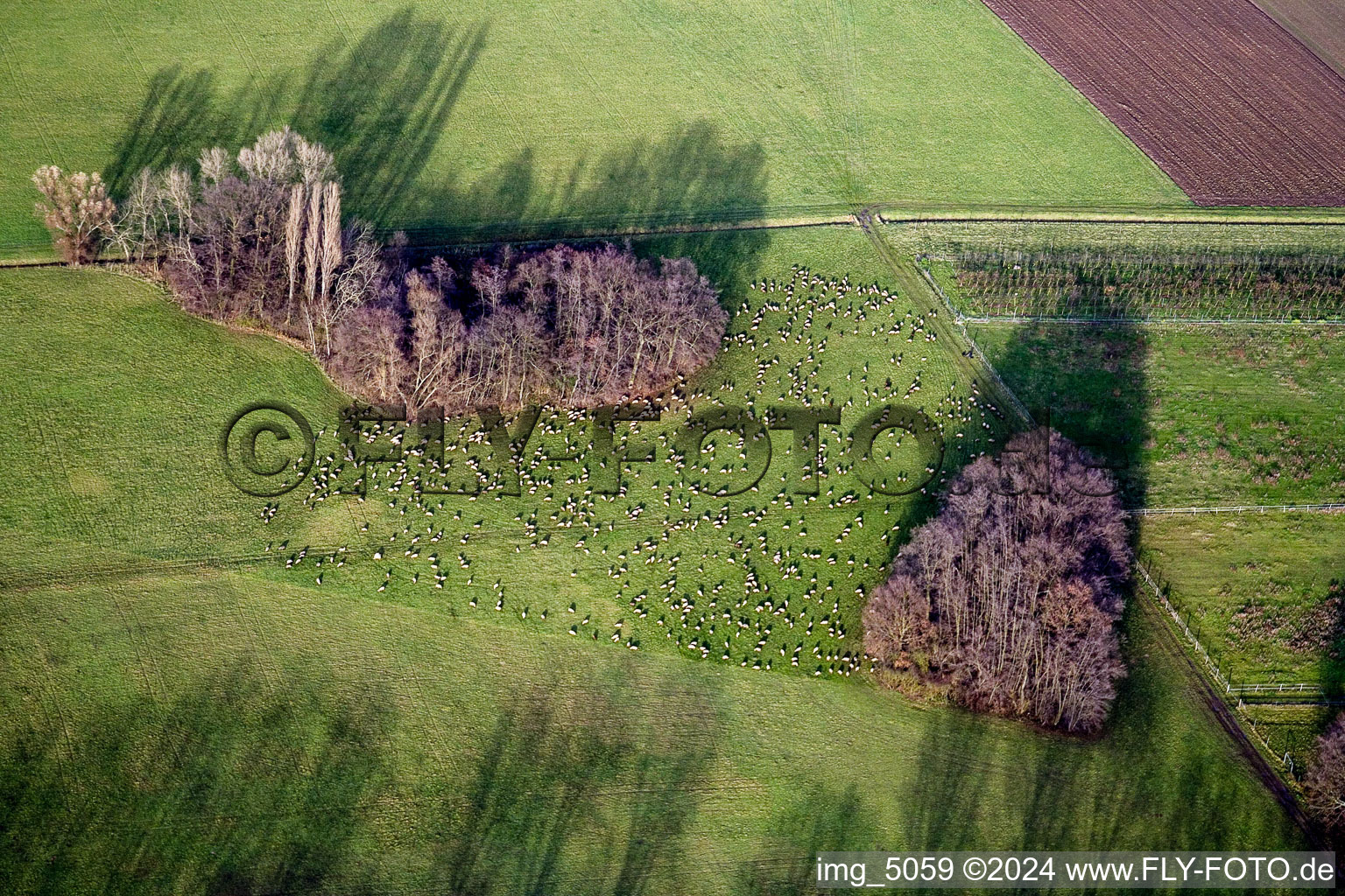 Two groups of trees with shadow forming by light irradiation on a field in the district Eckel in Freimersheim (Pfalz) in the state Rhineland-Palatinate