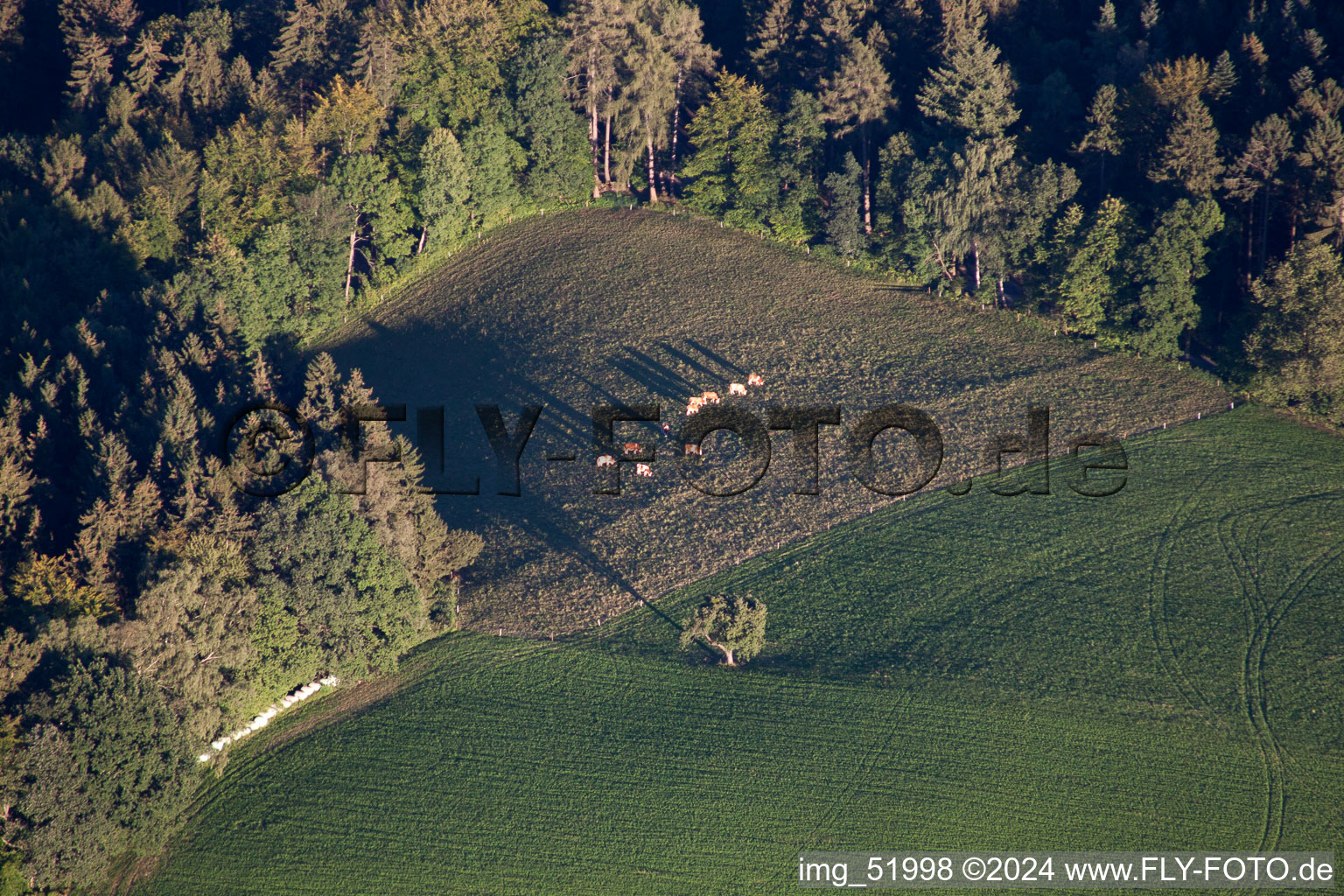 Pasture with the good Odenwälder dairy cows in the district Siedelsbrunn in Wald-Michelbach in the state Hesse, Germany