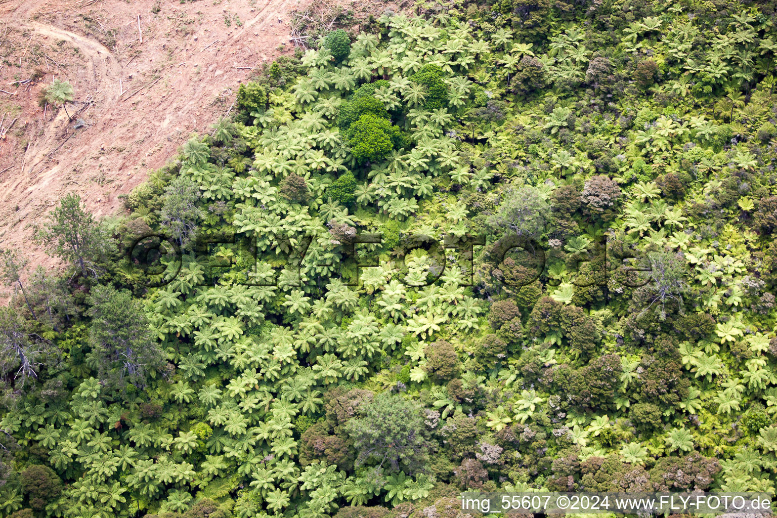 Aerial view of District Preece Point in Coromandel in the state Waikato, New Zealand