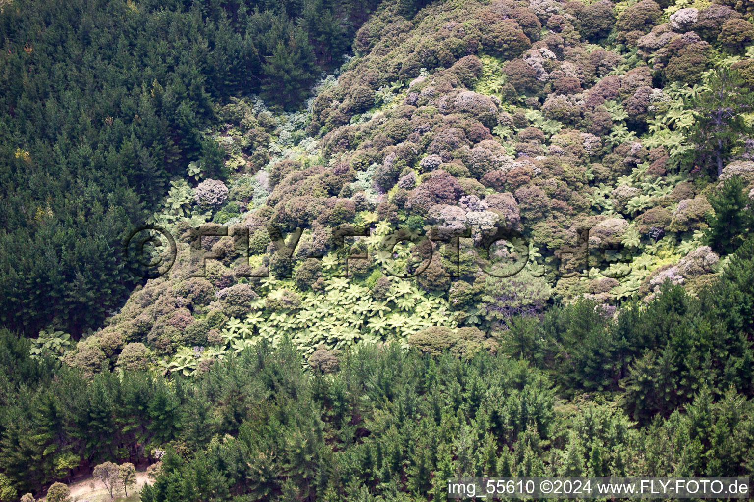 Oblique view of District Preece Point in Coromandel in the state Waikato, New Zealand