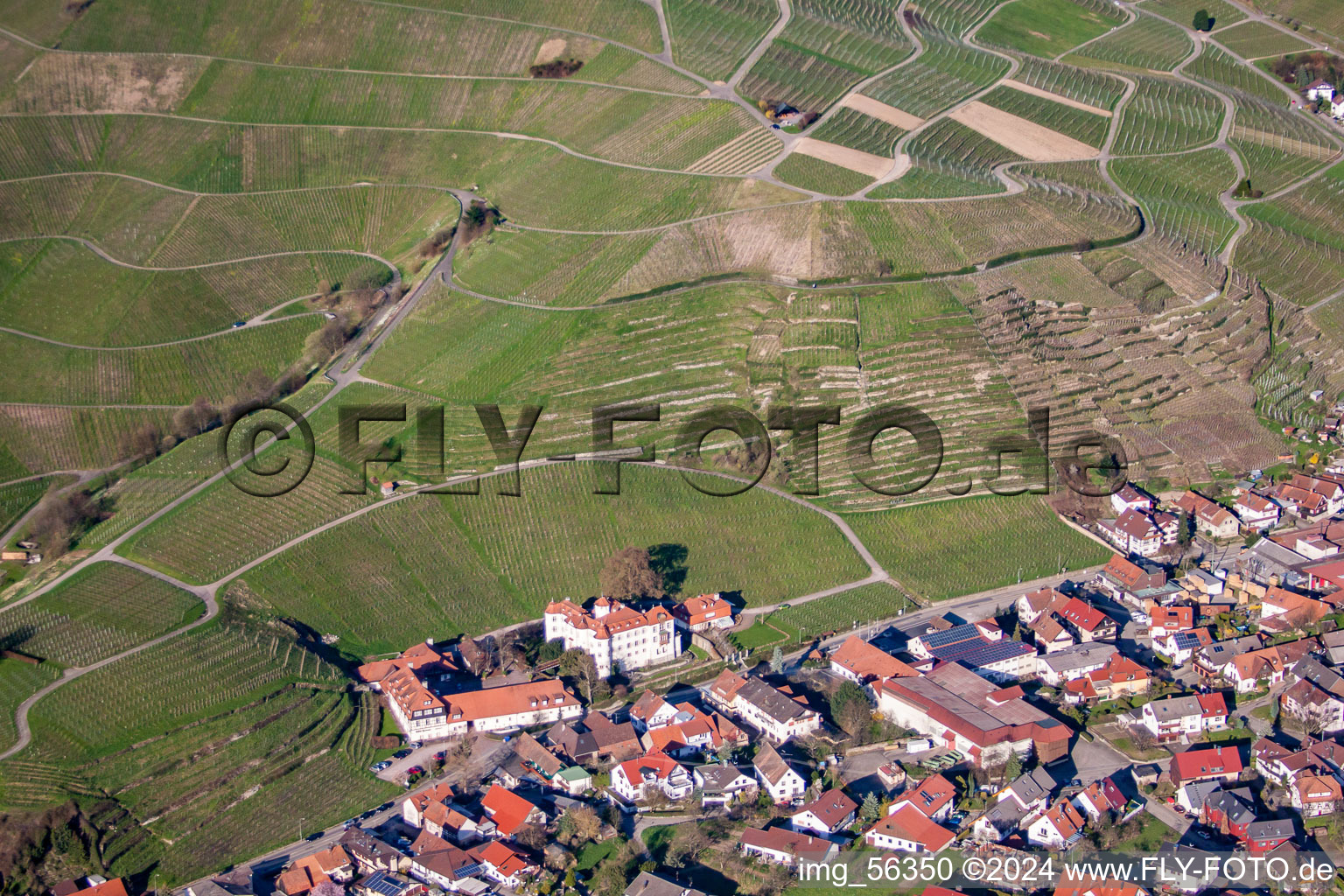 Vineyard, above the castle in the district Neuweier in Baden-Baden in the state Baden-Wuerttemberg, Germany