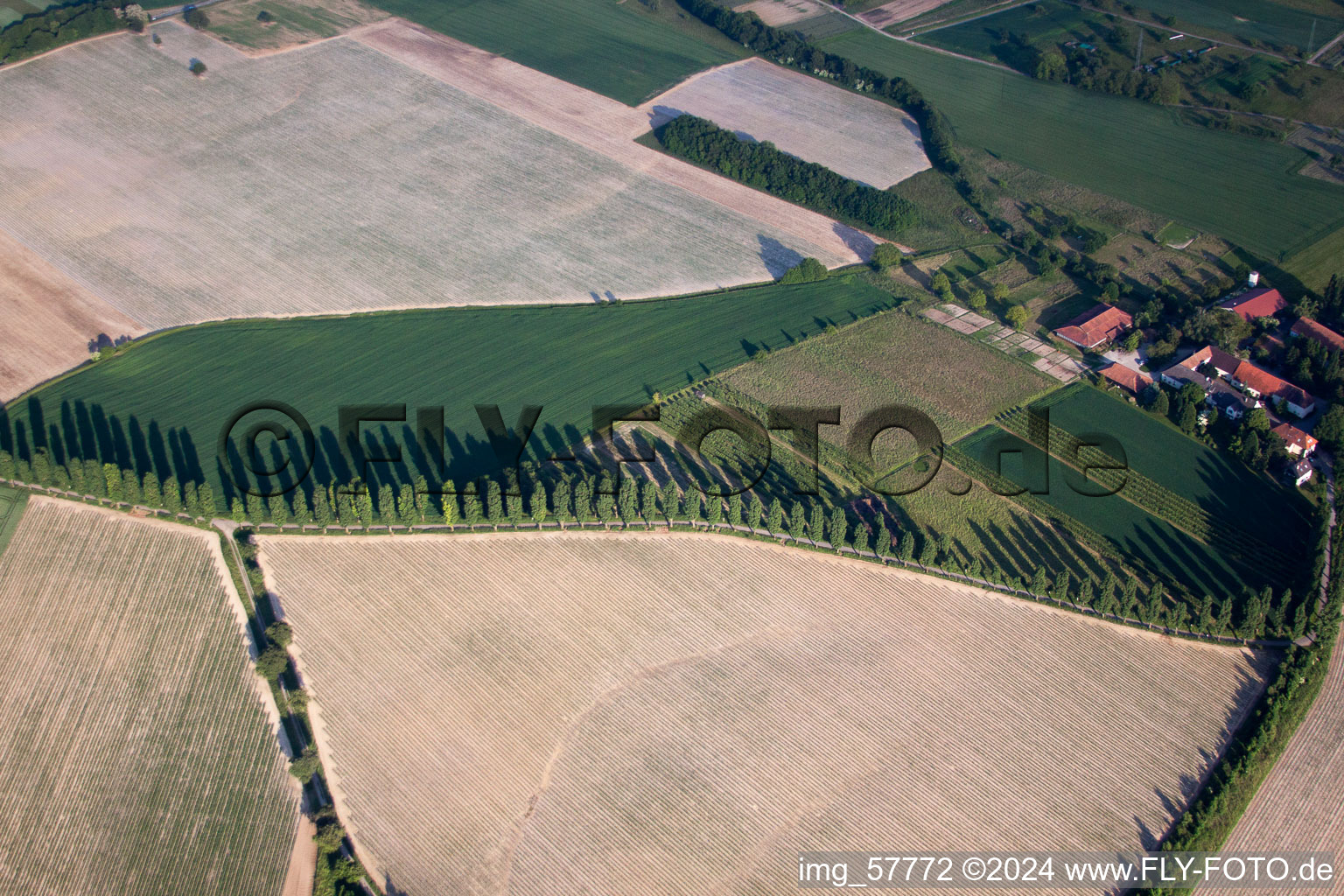 Row of trees in a field edge in Karlsruhe in the state Baden-Wurttemberg