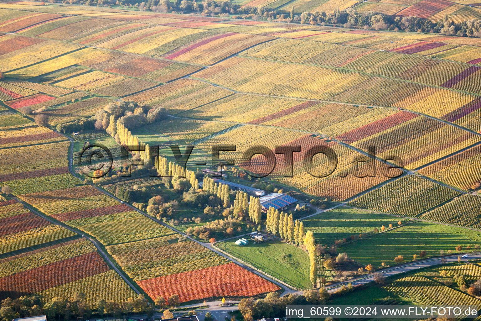 Autumn coloured row of trees at Aalmuehle between wine yards in Ilbesheim bei Landau in der Pfalz in the state Rhineland-Palatinate