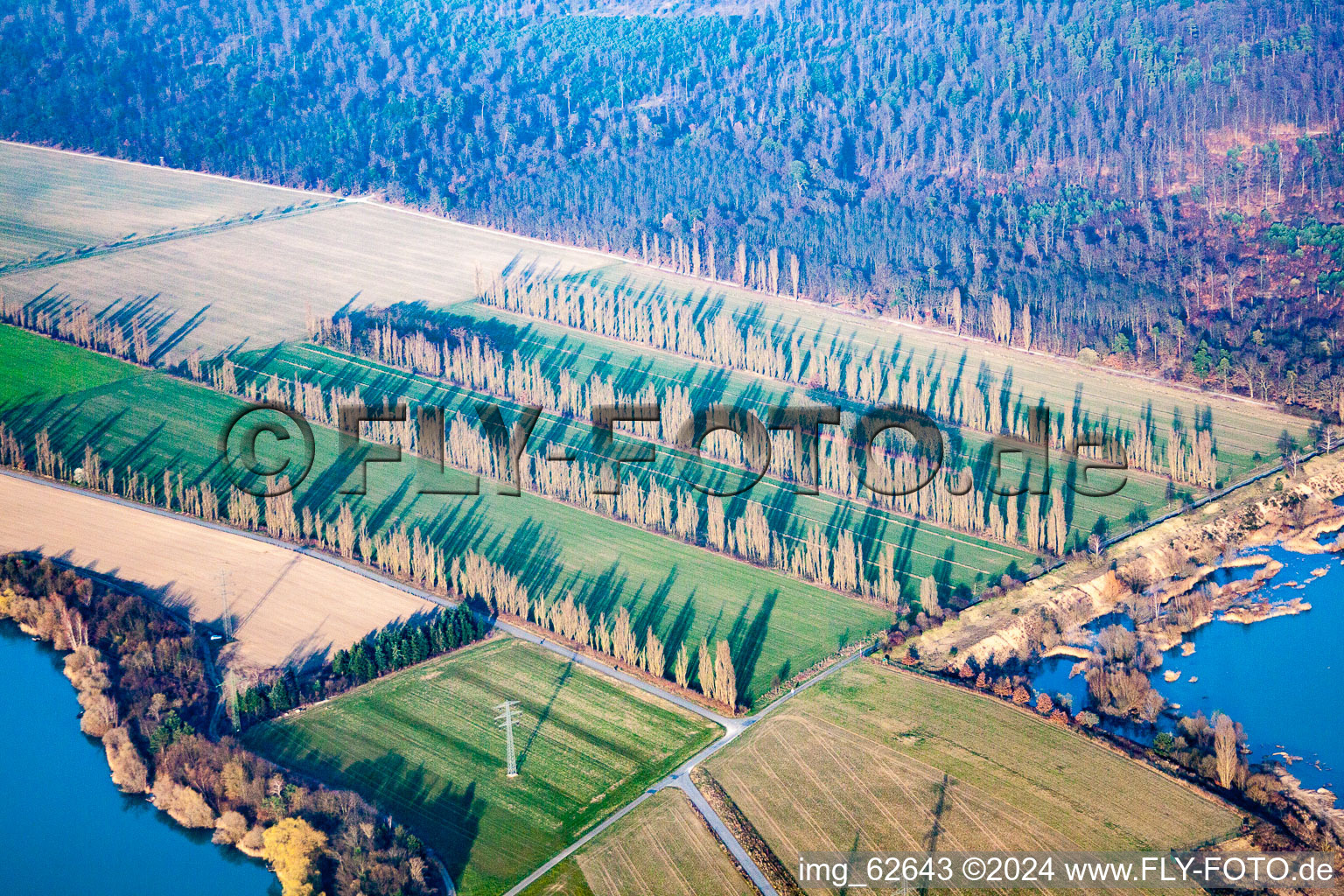 Rows of poplars between fields in Durmersheim in the state Baden-Wuerttemberg, Germany