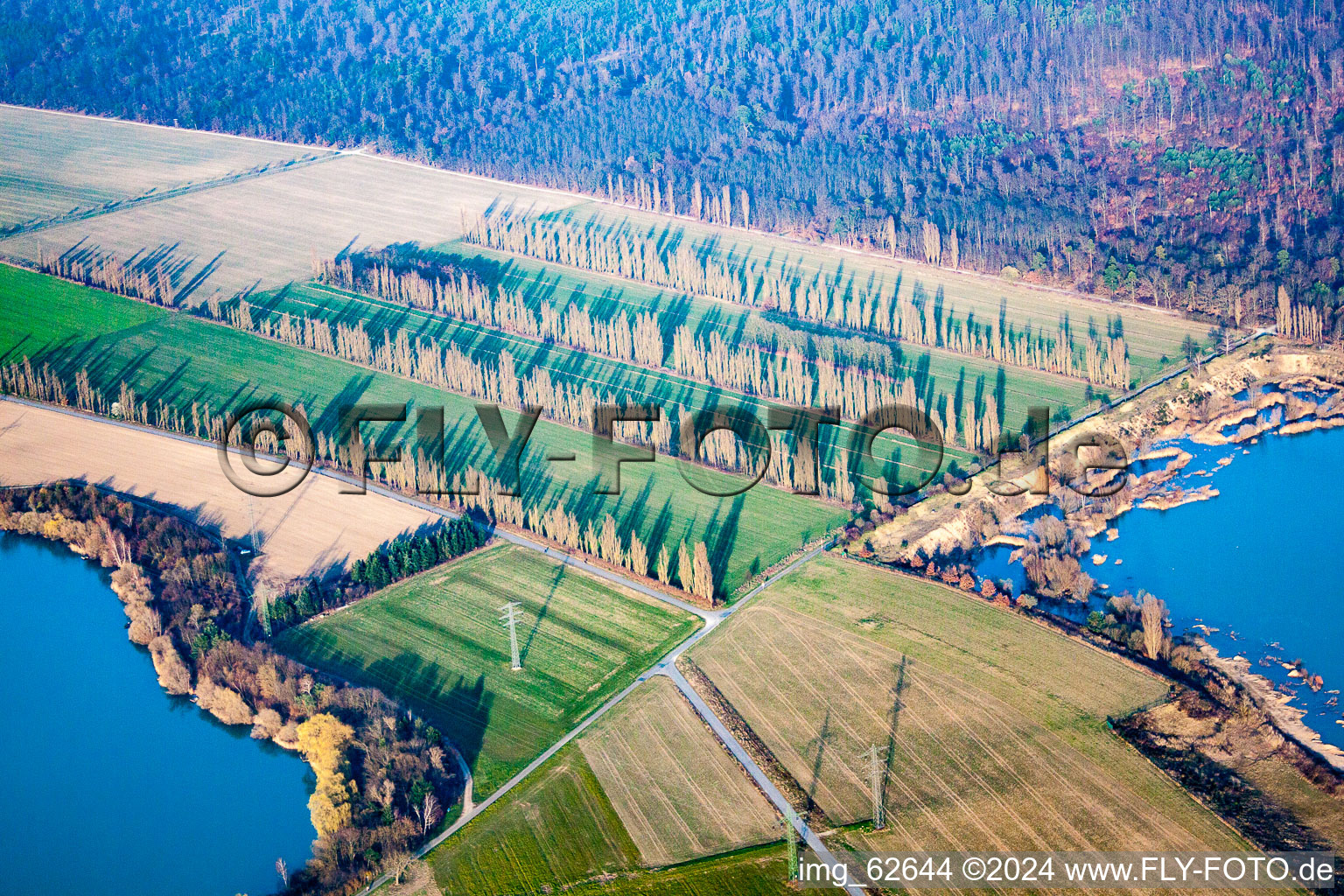 Aerial view of Rows of poplars between fields in Durmersheim in the state Baden-Wuerttemberg, Germany