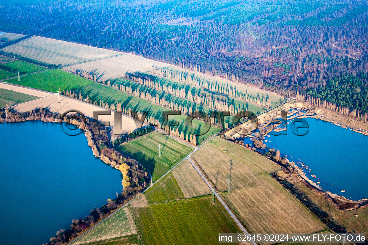 Aerial photograpy of Rows of poplars between fields in Durmersheim in the state Baden-Wuerttemberg, Germany